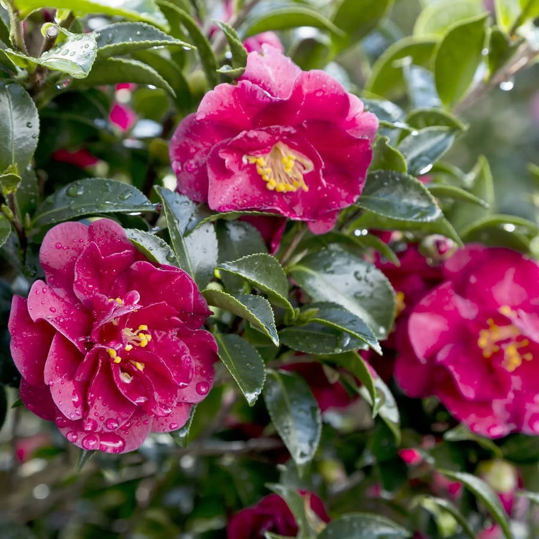 October Magic Ruby Camellia (2.5 Quart) Flowering Evergreen Shrub with Red Blooms