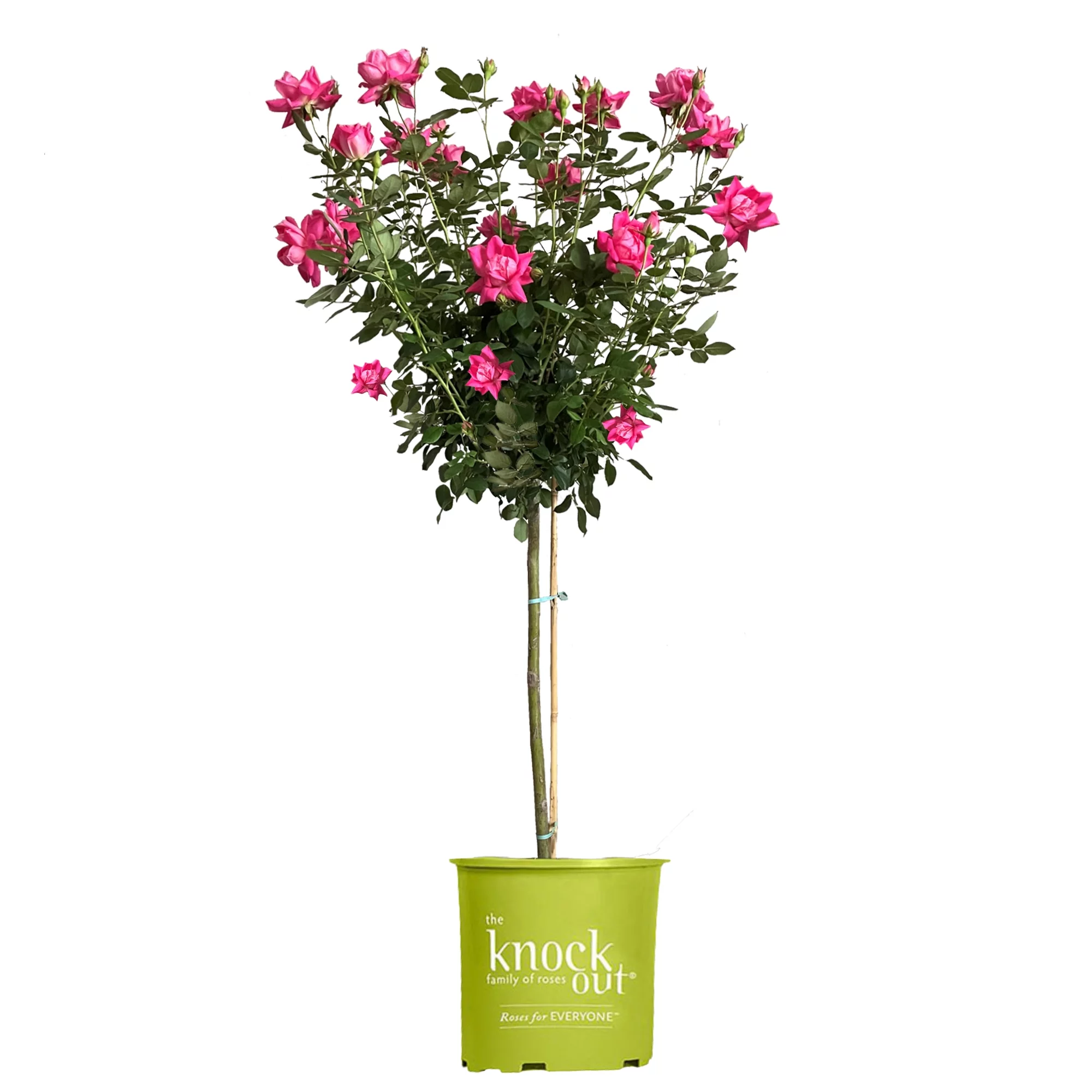 The Pink Double Knock Out® Tree Rose Plant with Bright Bubblegum Pink Blooms (3 Gallon)