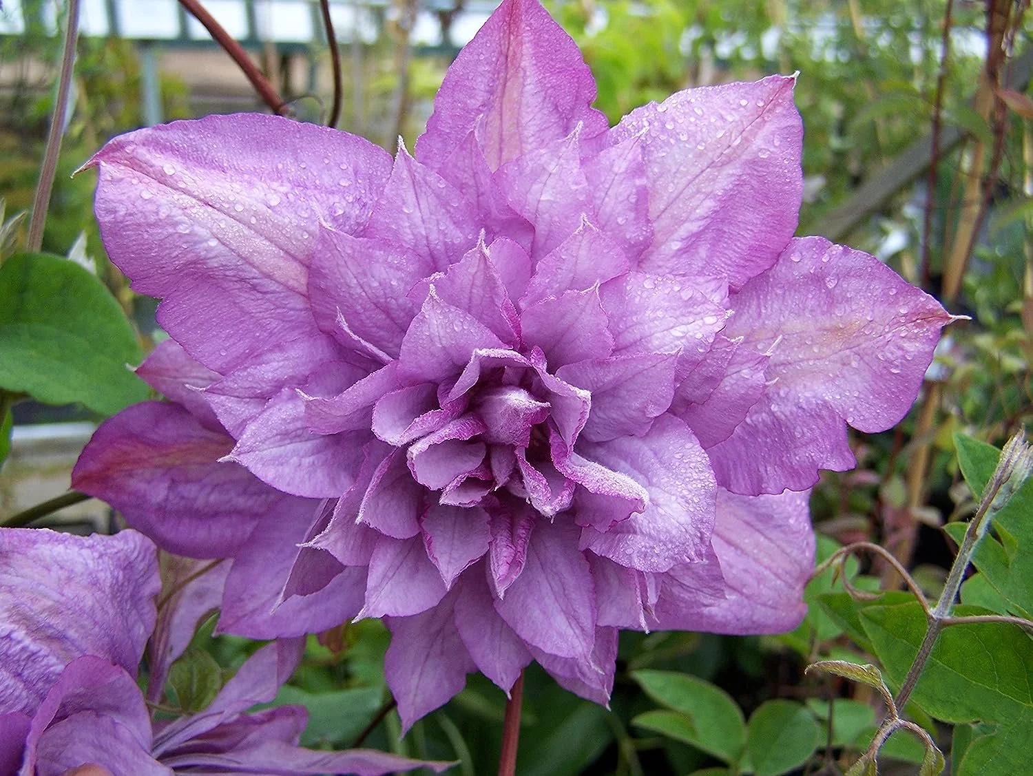 Clematis Proteus - 3 Live Plants in 4 Inch Growers Pots - Clematis 'Proteus ' - Starter Plants Ready for The Garden - Beautiful Lilac Flowering Vine