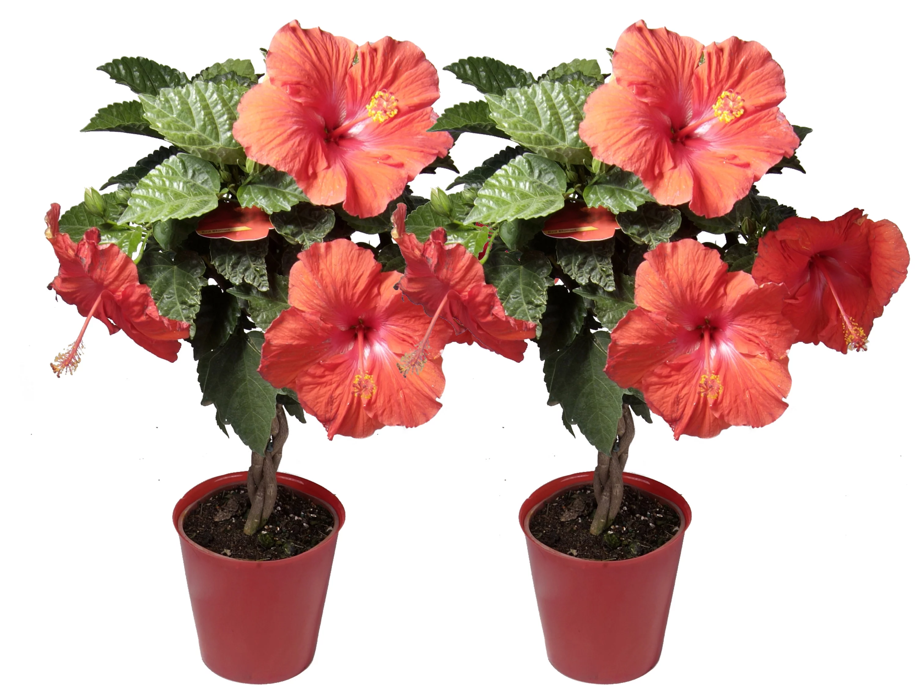 Island Blooms Live 20in. Tall Assorted Hibiscus; Full Sun Outdoor Plant 5in. Grower Pot 2-Pack