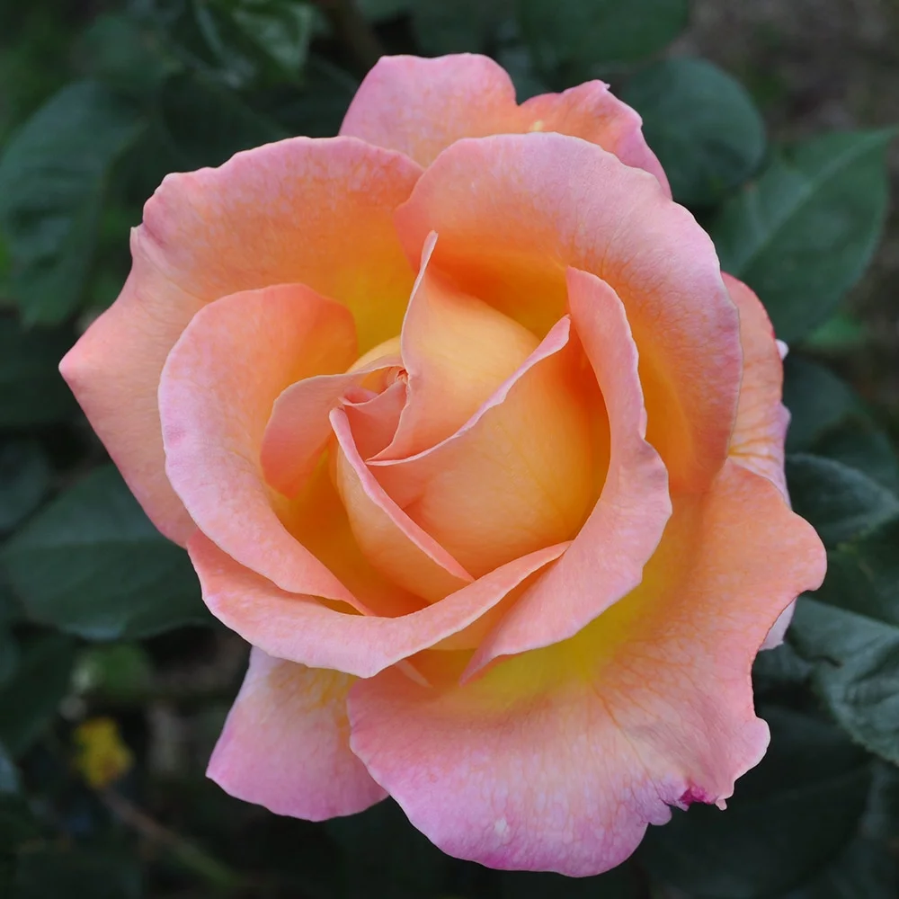 Heirloom Roses - Elle® Hybrid Tea Rose Bush