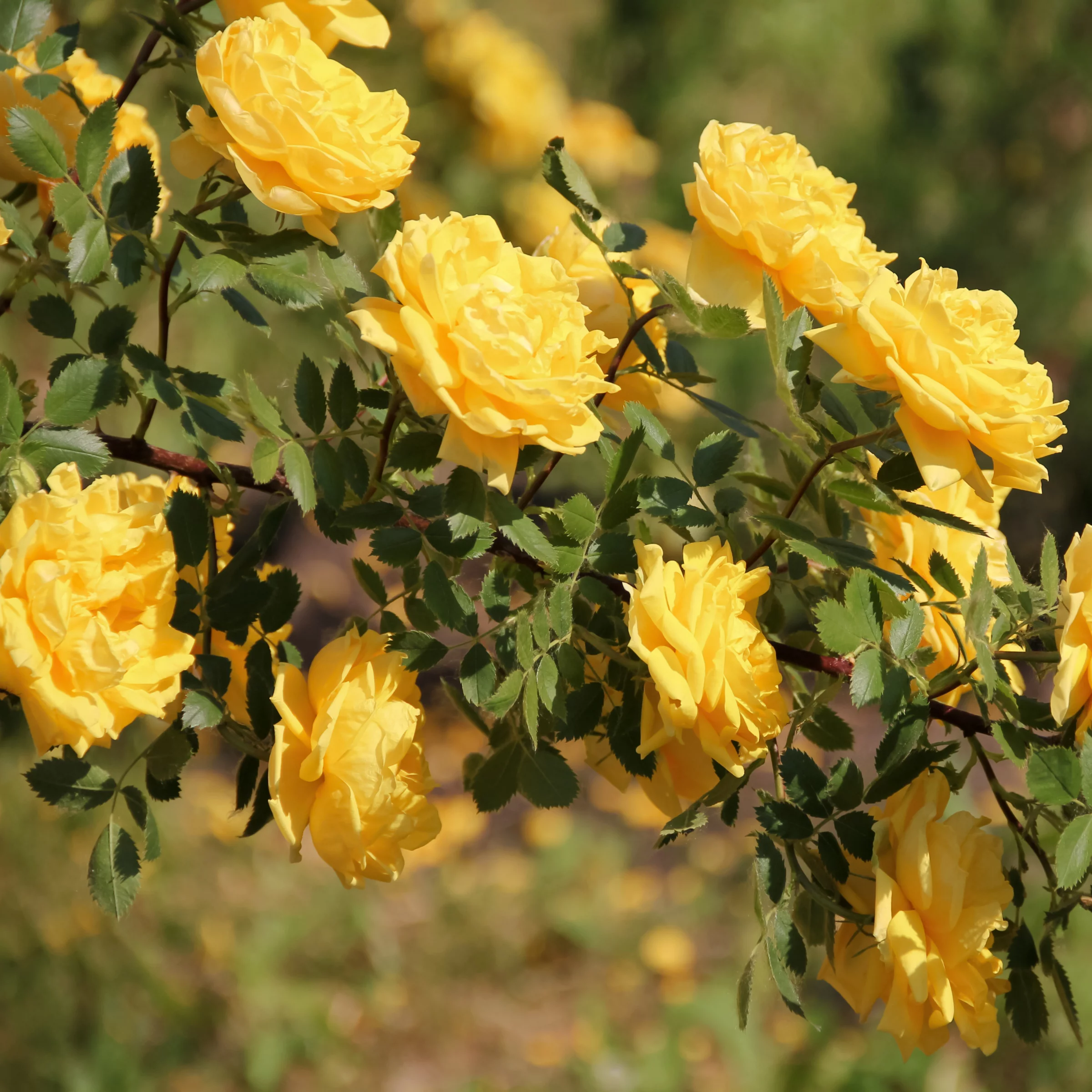 Bareroot Royal Gold Climbing Rose Live Shrub with Full Sun- 2 Piece