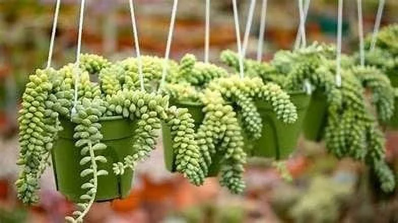 Burro's Tail Hanging Basket - Live Plant in a 4 Inch Hanging Basket - Sedum Morganianum - Drought Tolerant Indoor Outdoor Easy Care Succulent Houseplant