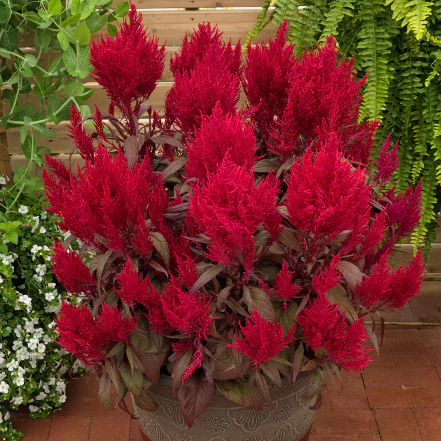 Celosia Dragon's Breath Seed
