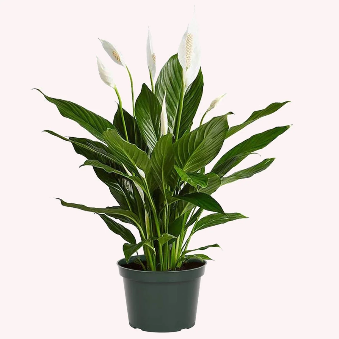 American Plant Exchange Spathiphyllum Peace Lily, Live Flowering Plant, 6-Inch Pot, Low-Light, Easy Care, Air-Purifying Houseplant