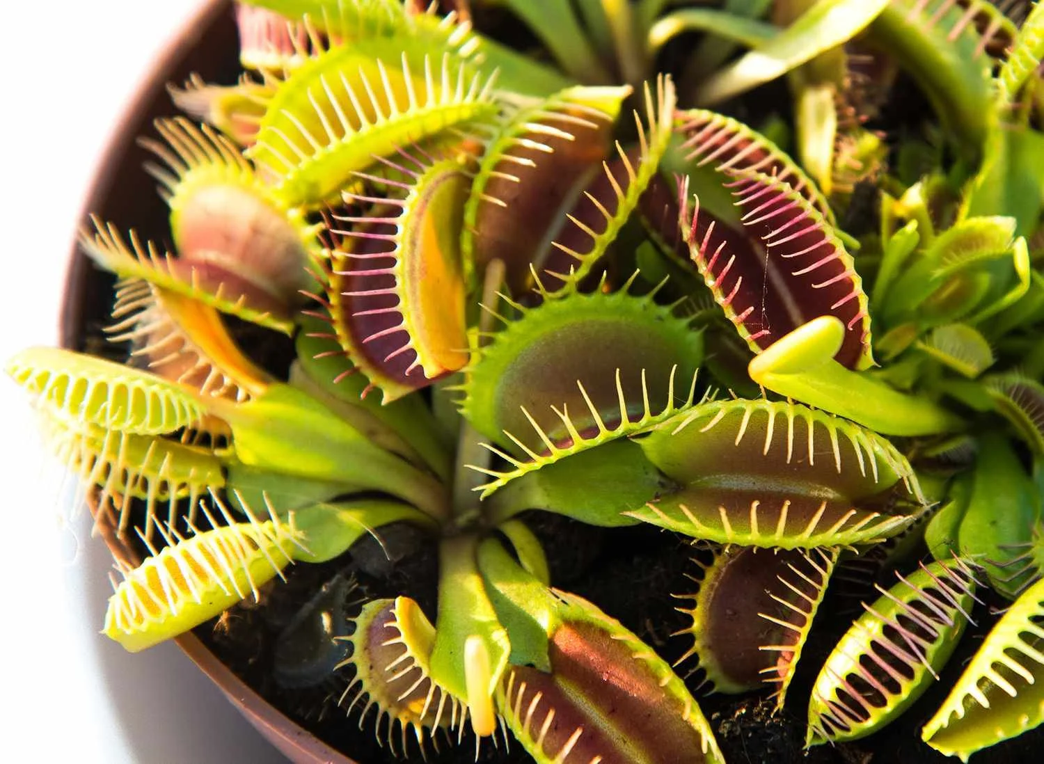 Venus Flytrap - Live Starter Plant in a 2 Inch Pot - Dionea Muscipula - Beautiful Easy Care Indoor Tropical Carnivorous Plants
