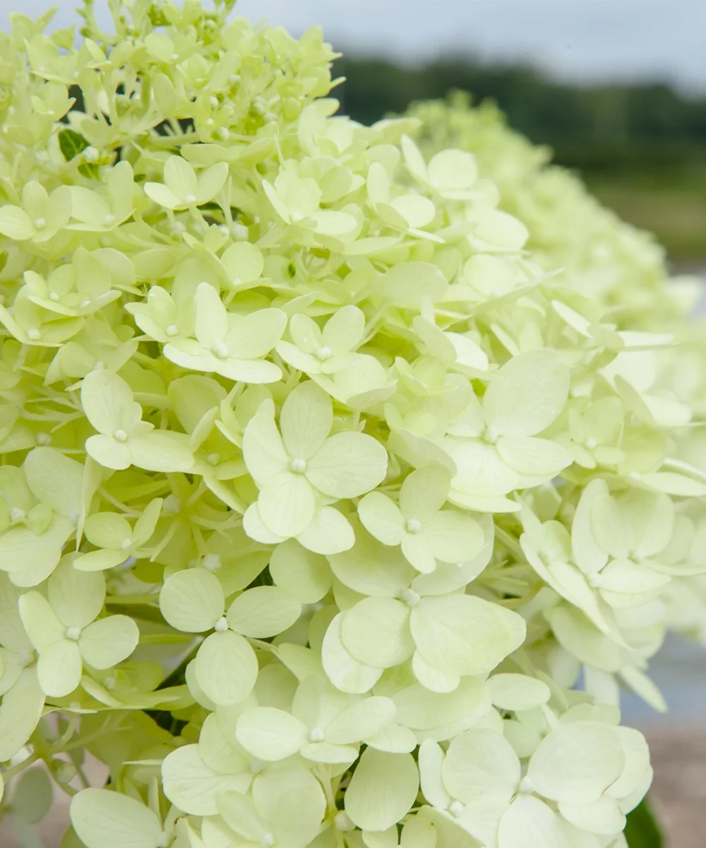 3 Gal. Little Lime Hydrangea - Clustered Blooms - Drought Tolerant