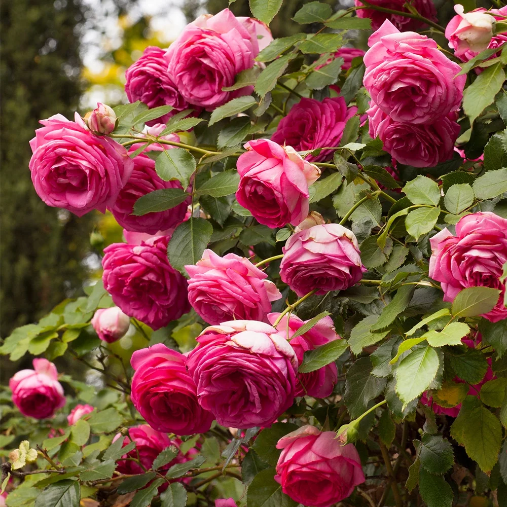 Heirloom Roses Rose Bush - Pretty in Pink Eden Climber® Climbing Roses , Live Rose Plant