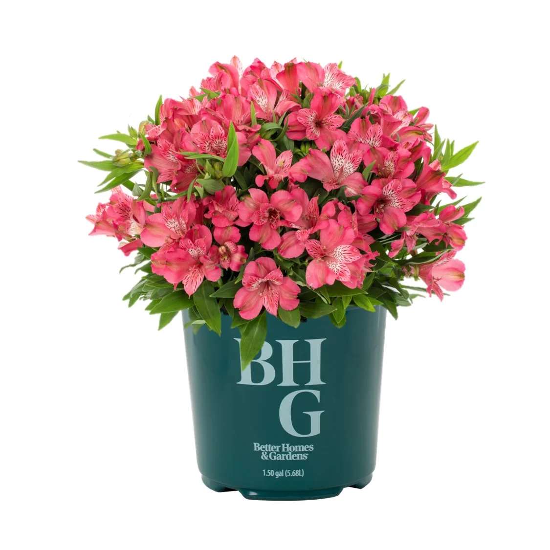 Better Homes & Gardens 1.5G Pink Alstroemeria Inca Live Plant (1 Pack) with Grower Pot