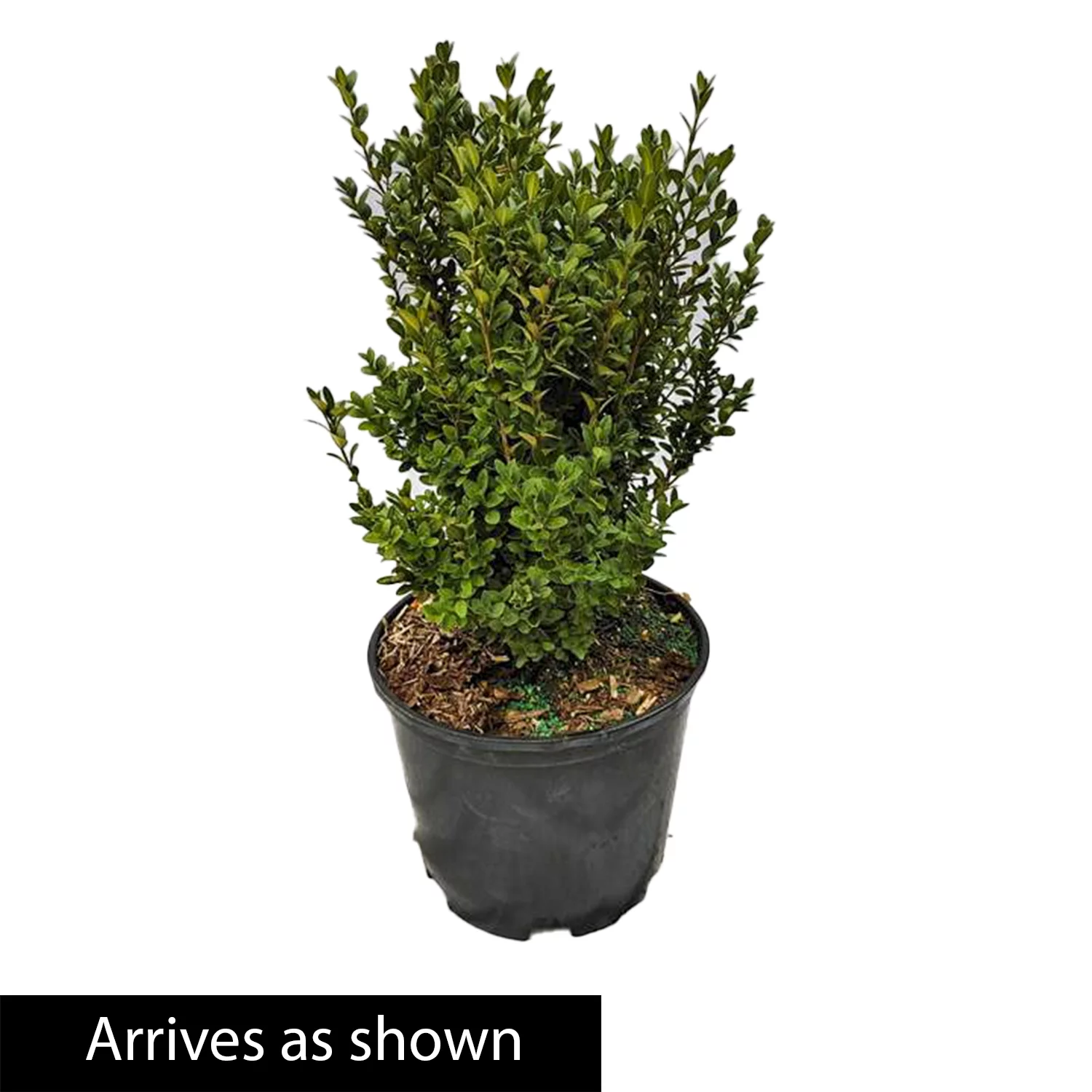 Mont Bruno Boxwood Live Broadleaf Evergreen Shrub grown in a 2.50 Quart Pot