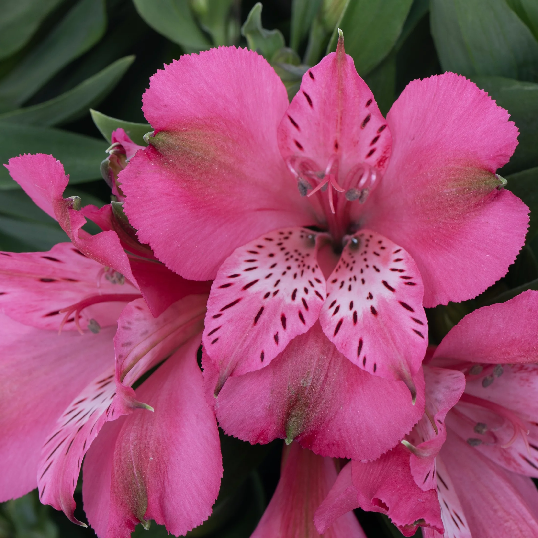 Better Homes & Gardens 1.5G Pink Alstroemeria Inca Live Plant (1 Pack) with Grower Pot