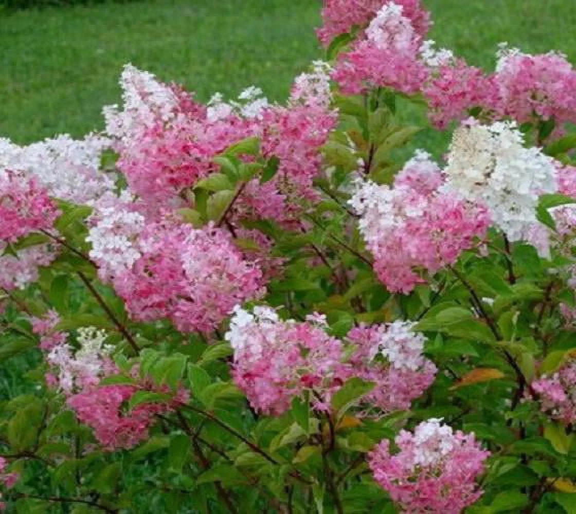 First Editions® Vanilla Strawberry™ Panicle Hydrangea - Live Plant - Full Gallon Pot