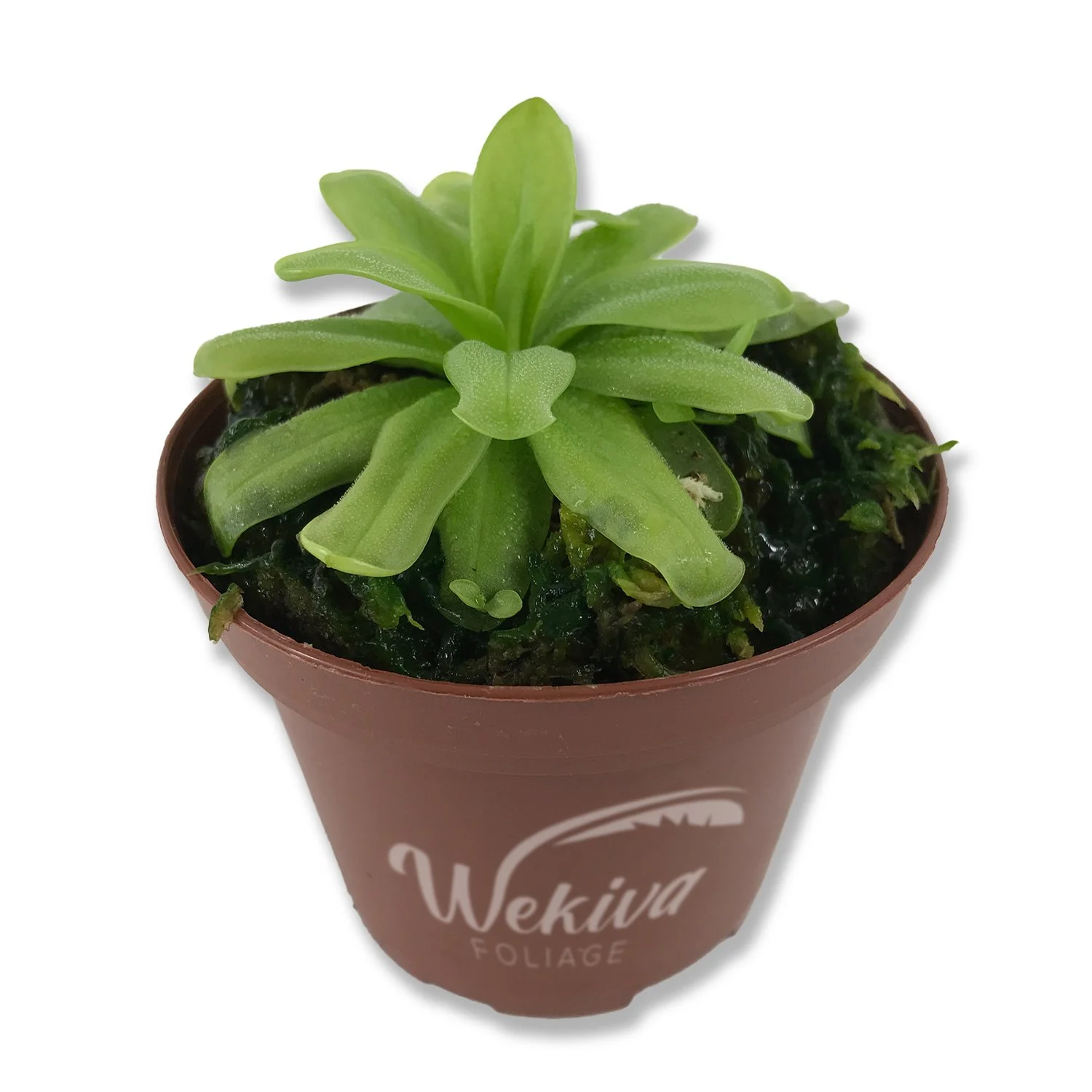 Carnivorous Butterwort Plant - Live Plant in a 3 Inch Pot - Pinguicula Primuliflora - Beautiful Easy Care Indoor Tropical Carnivorous Plants