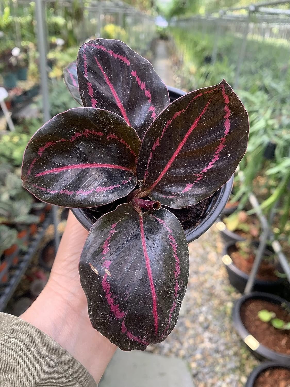Calathea Dottie Prayer Plant - Live Plant in a 2 Inch Pot - Calathea 'Dottie' - Starter Plants - Beautiful and Elegant Easy Care Indoor Houseplants from The Nursery
