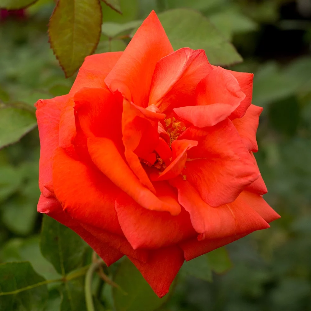 Heirloom Roses - Las Vegas® Hybrid Tea Rose Plant - Orange Rose Bushes