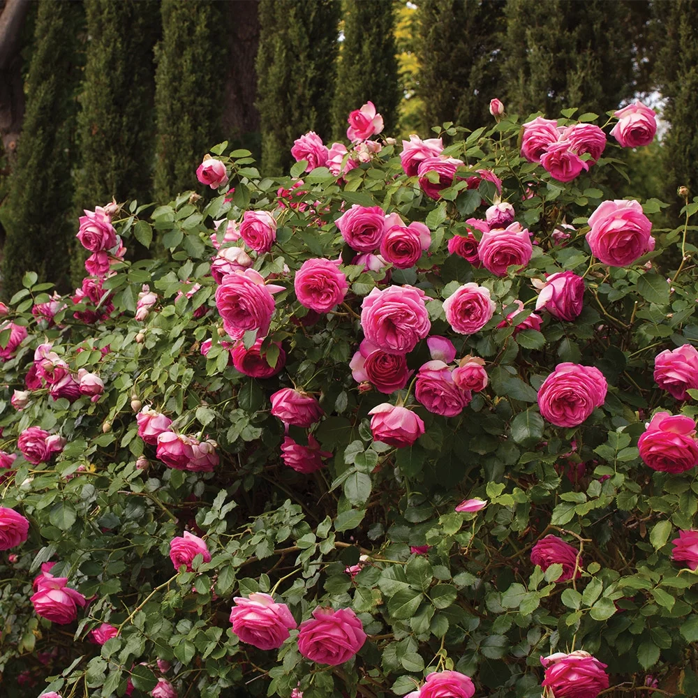 Heirloom Roses Rose Bush - Pretty in Pink Eden Climber® Climbing Roses , Live Rose Plant