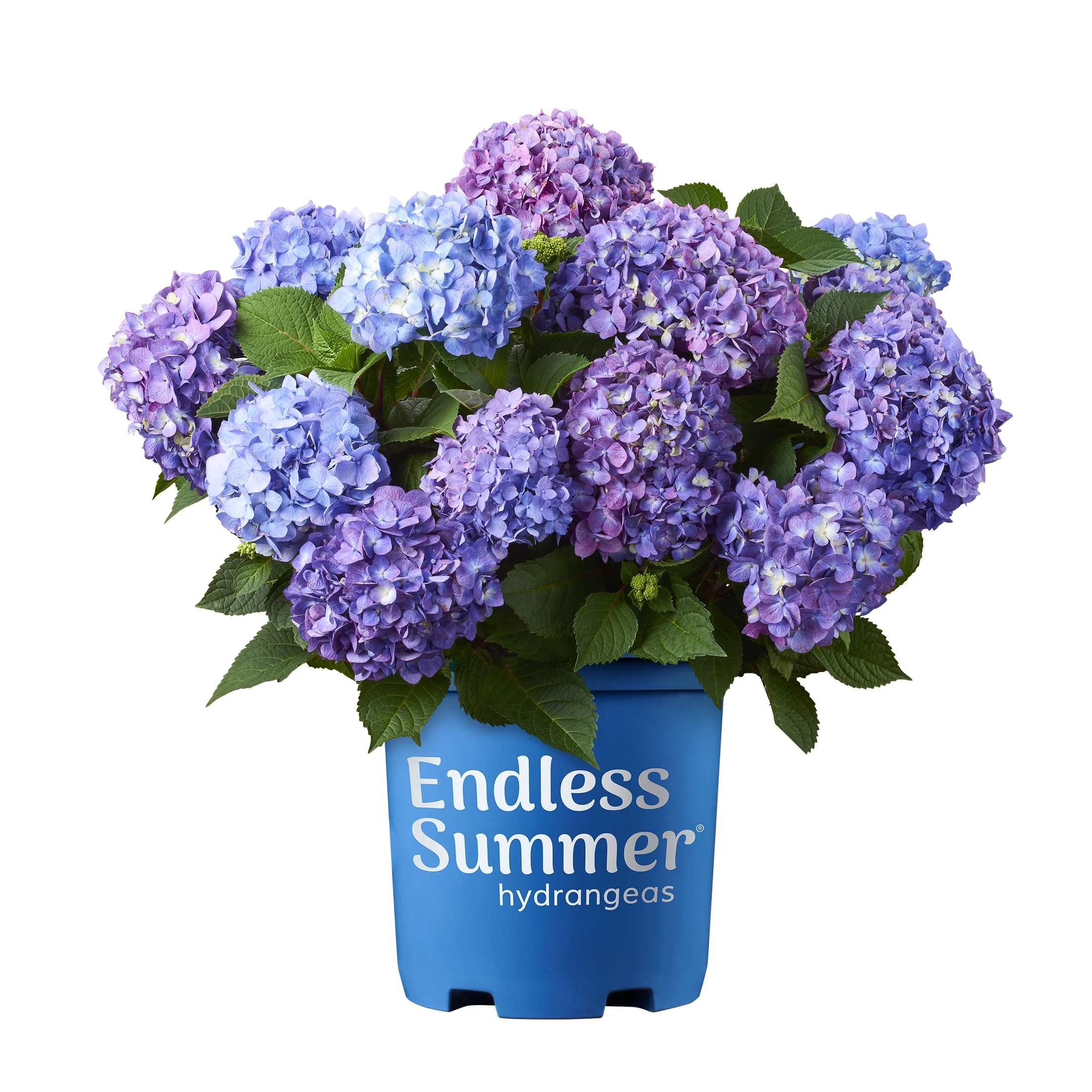 Endless Summer 1G Bloomstruck Hydrangea Live Shrub Grower Pot Shade