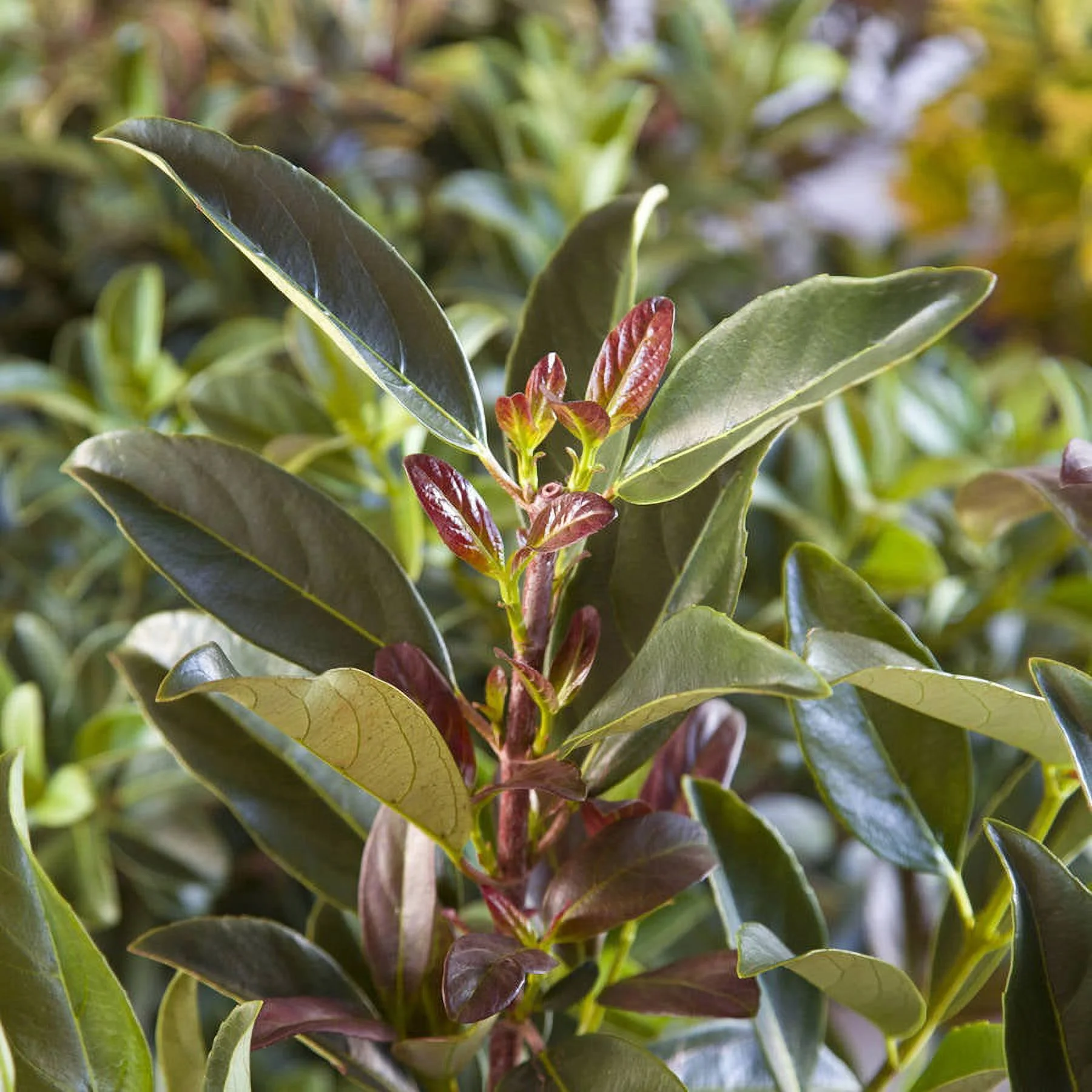 Coppertop Sweet Viburnum (3 Gallon) Flowering Evergreen Shrub with White Bloom Clusters in Spring - Full Sun Live Outdoor Plant - Southern Living Plant Collection