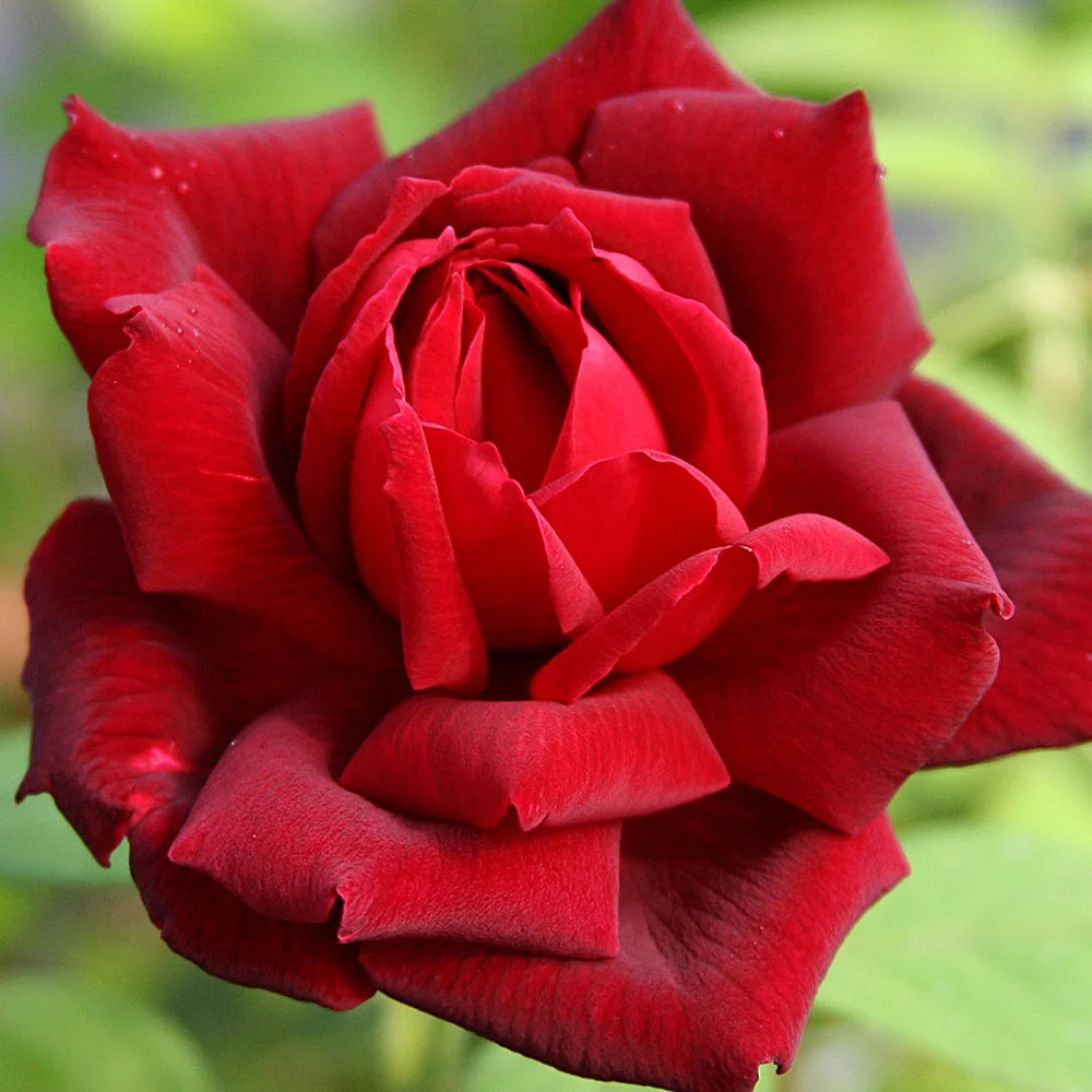 Heirloom Roses Red Rose Bush - Oklahoma Hybrid Tea , Live Rose Plant
