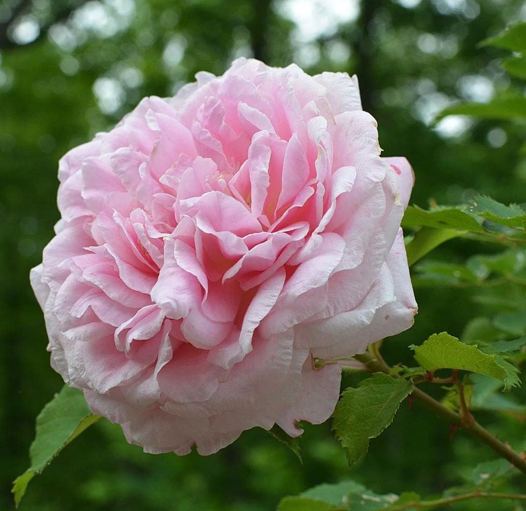 Belinda's Dream Rose Bush - 10 Live Starter Plants in 4 Inch Pots - Beautifully Fragrant Rose from Florida - A Versatile Beauty with a Rich Fragrance