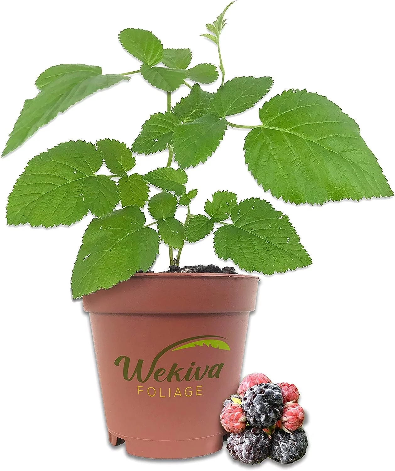 Mysore Raspberry Bush - Live Plant in a 2 Inch Pot - Rubus - Grow Your Own Fruit in The Garden or Patio