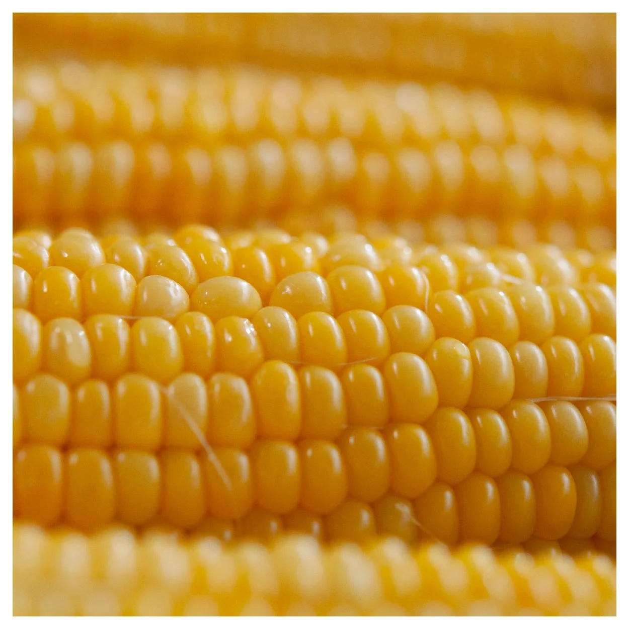 Everwilde Farms - 1 lb Kandy Korn F1 Hybrid Yellow Sweet Corn Seeds - Gold Vault Bulk Seed Packet