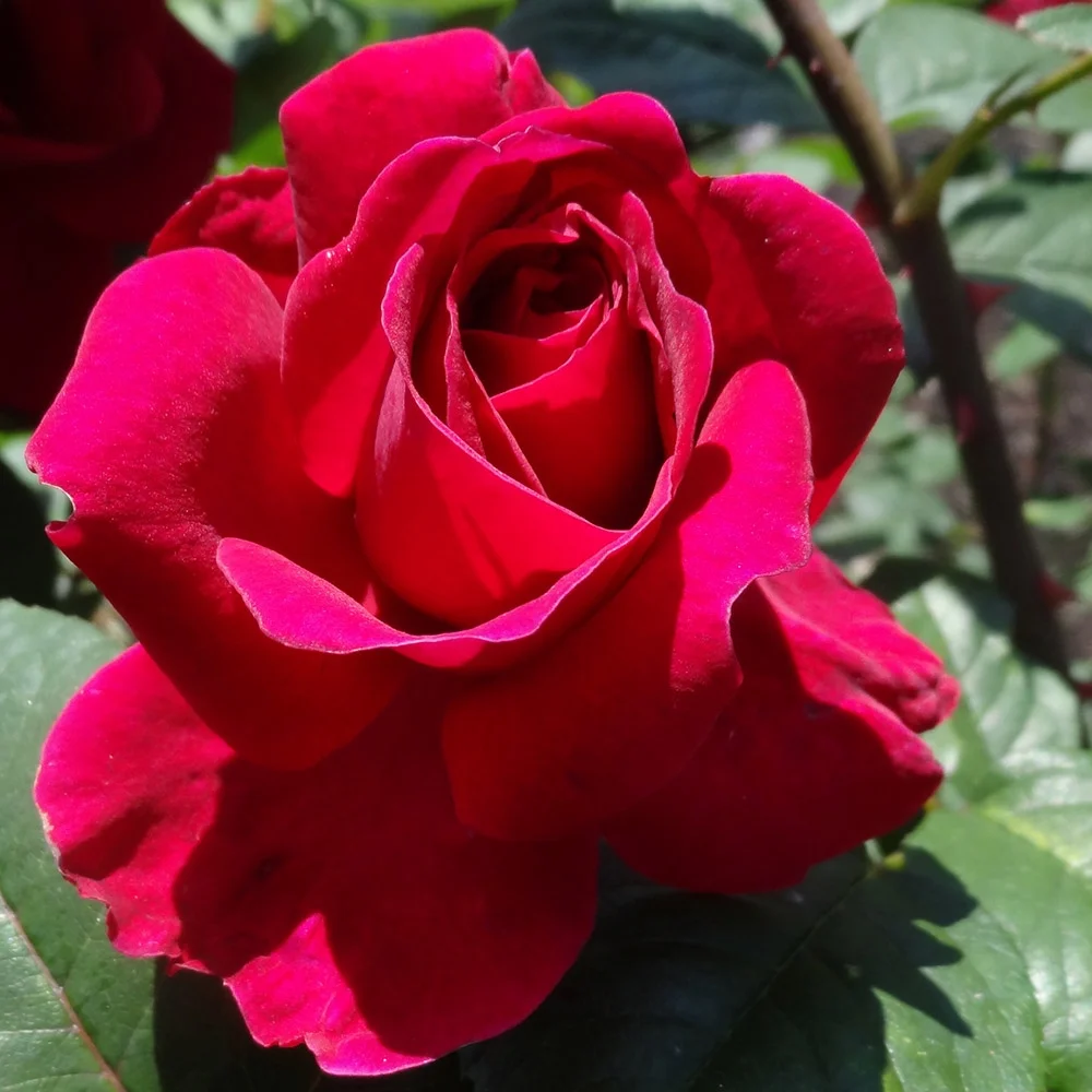 Heirloom Roses Red Rose Plant - Tess of the d'Urbervilles® David Austin Rose Bush