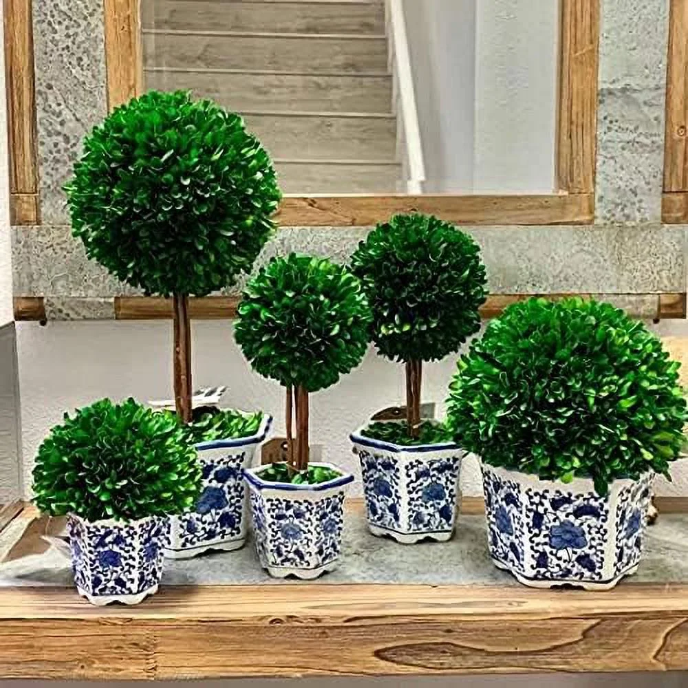 Preserved Boxwood Topiary Tree In Ceramic Plant And Table Centerpiece Stunning Greenery And Plant Decor For Home Blue & White Ceramic 5.9