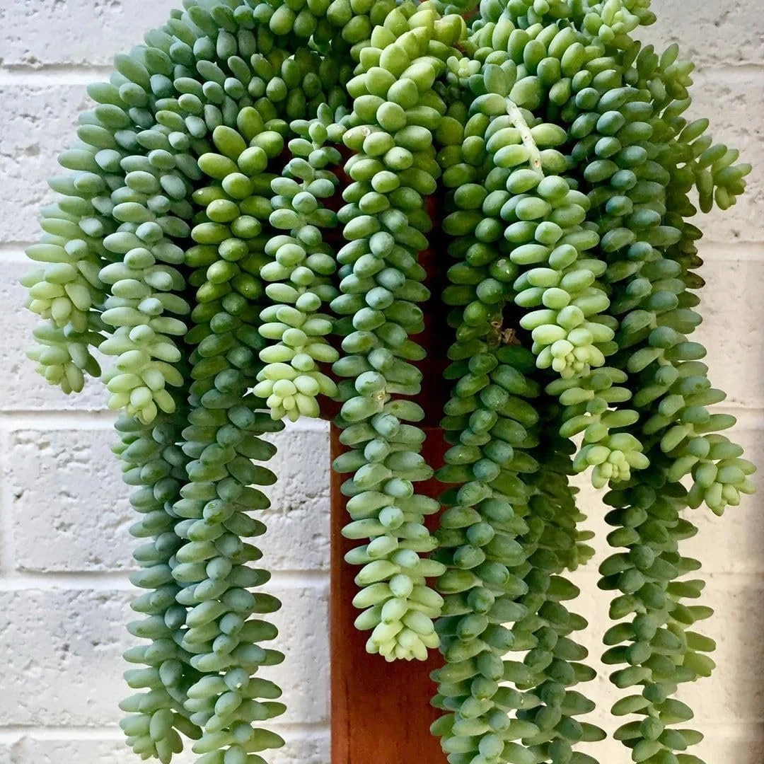 Burro's Tail Hanging Basket - Live Plant in a 4 Inch Hanging Basket - Sedum Morganianum - Drought Tolerant Indoor Outdoor Easy Care Succulent Houseplant