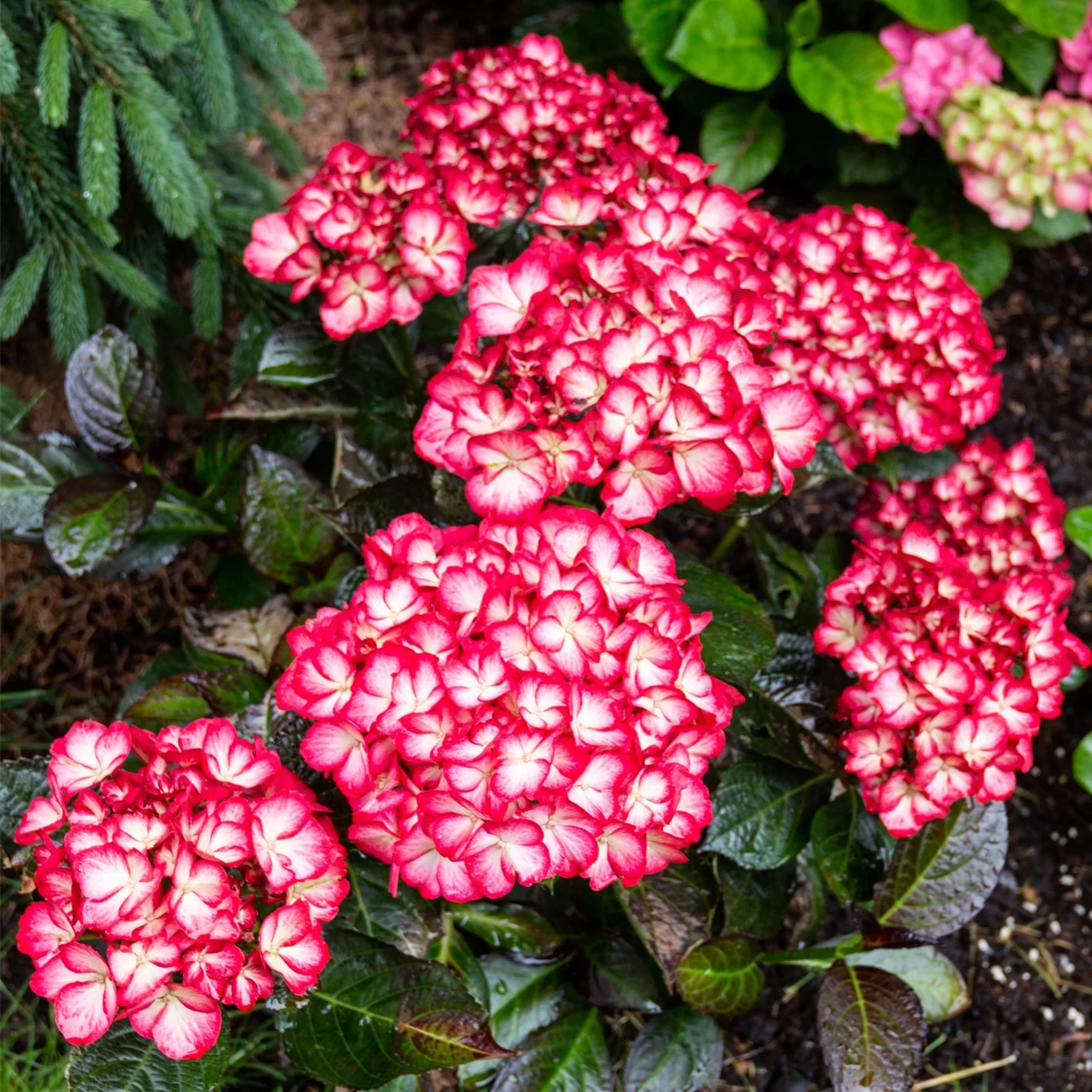 Bloomin' Easy® Hydrangea Kimono® 4