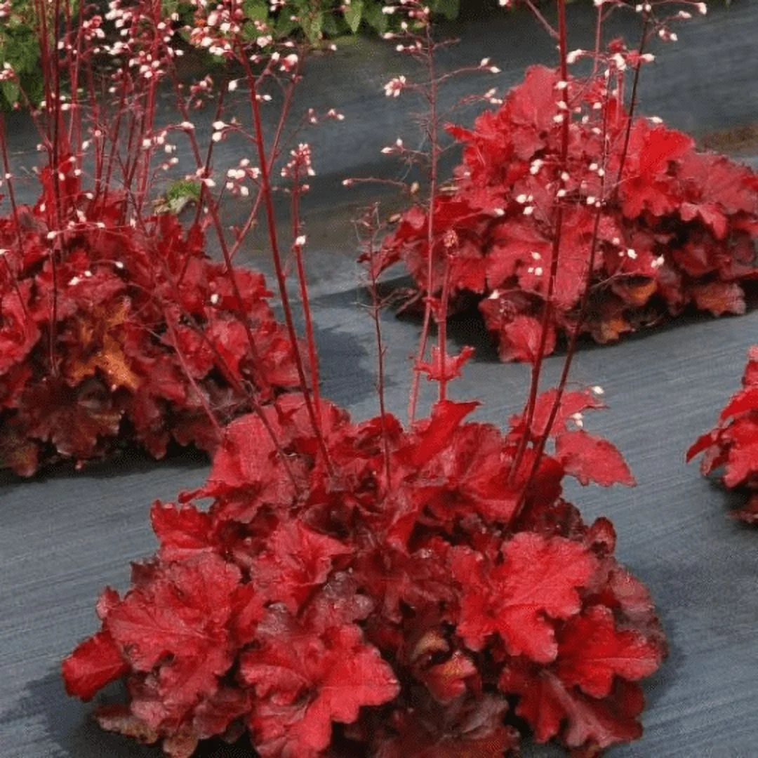5 Forever Red Heuchera in 3.5 inch Size Pots/Coral Bells