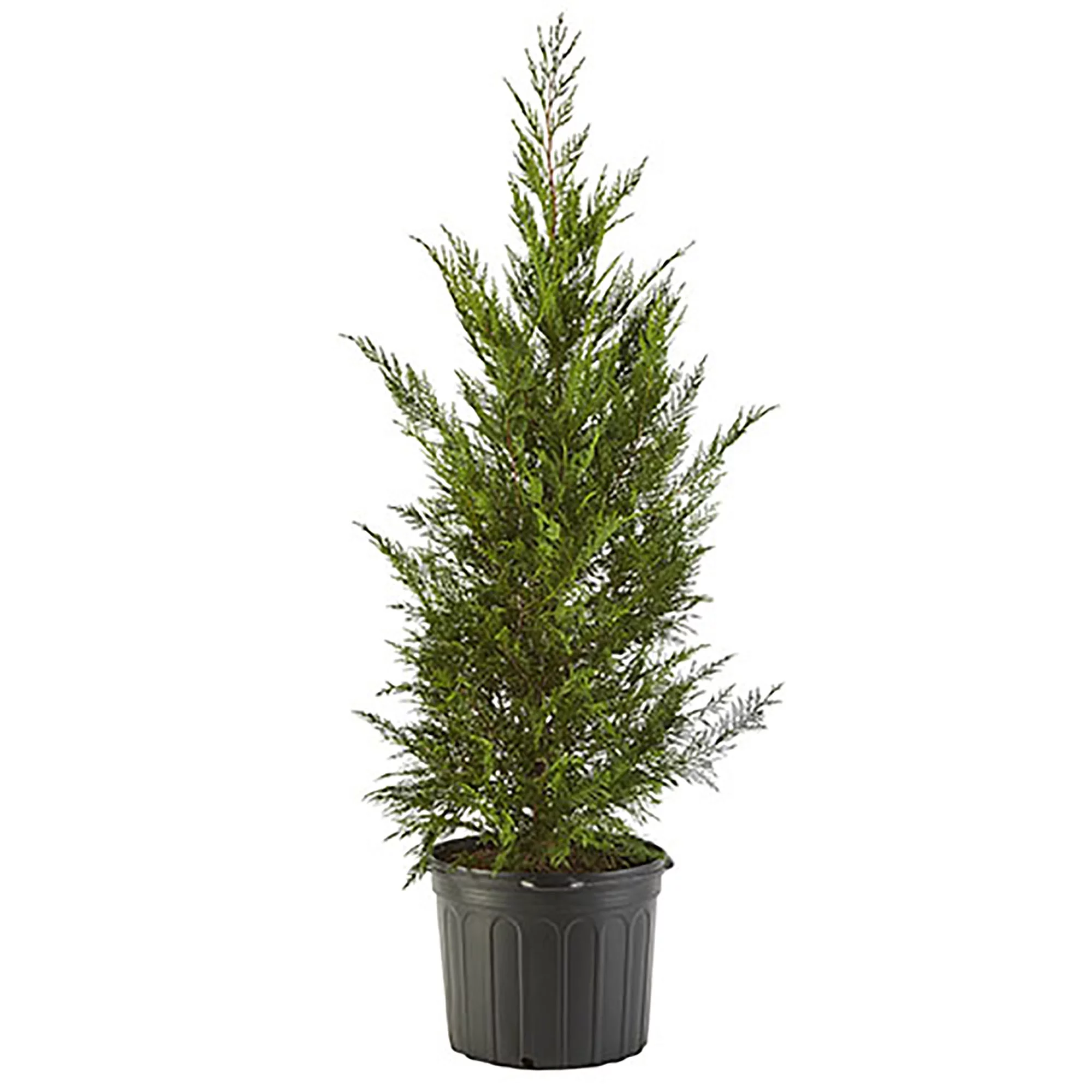 Leyland Cypress Live Shrub (7 Gallon)