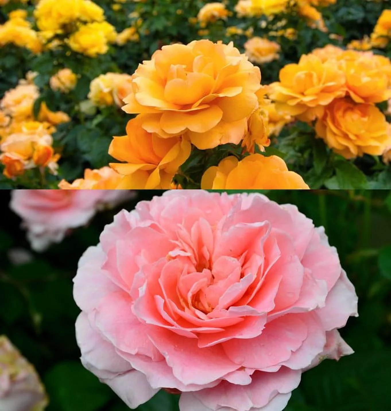 Bareroot Rose Sunbelt Combo Rose Live Shrub with Full Sunlight - 2 Piece