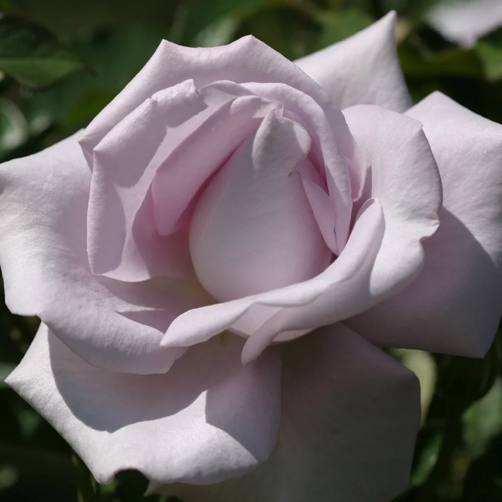 Lagerfeld Grandiflora Rose by Heirloom Roses - Live Purple Rose Bush