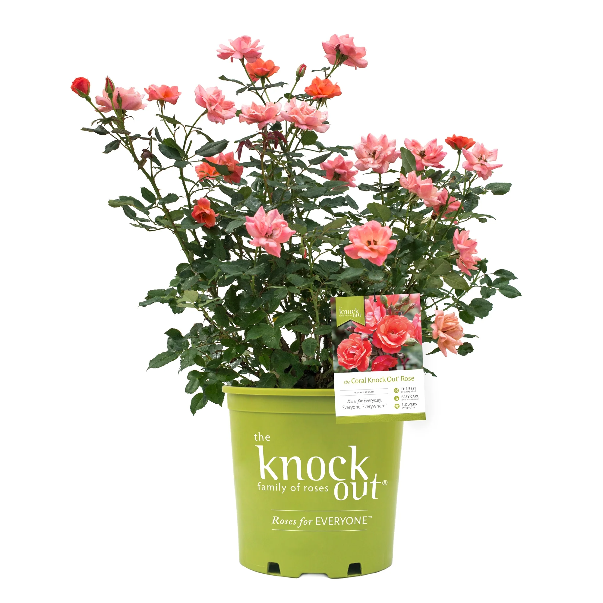 The Coral Knock Out® Rose Live Shrubs with Coral Blooms and Rich Green Foliage (2 Gallon)