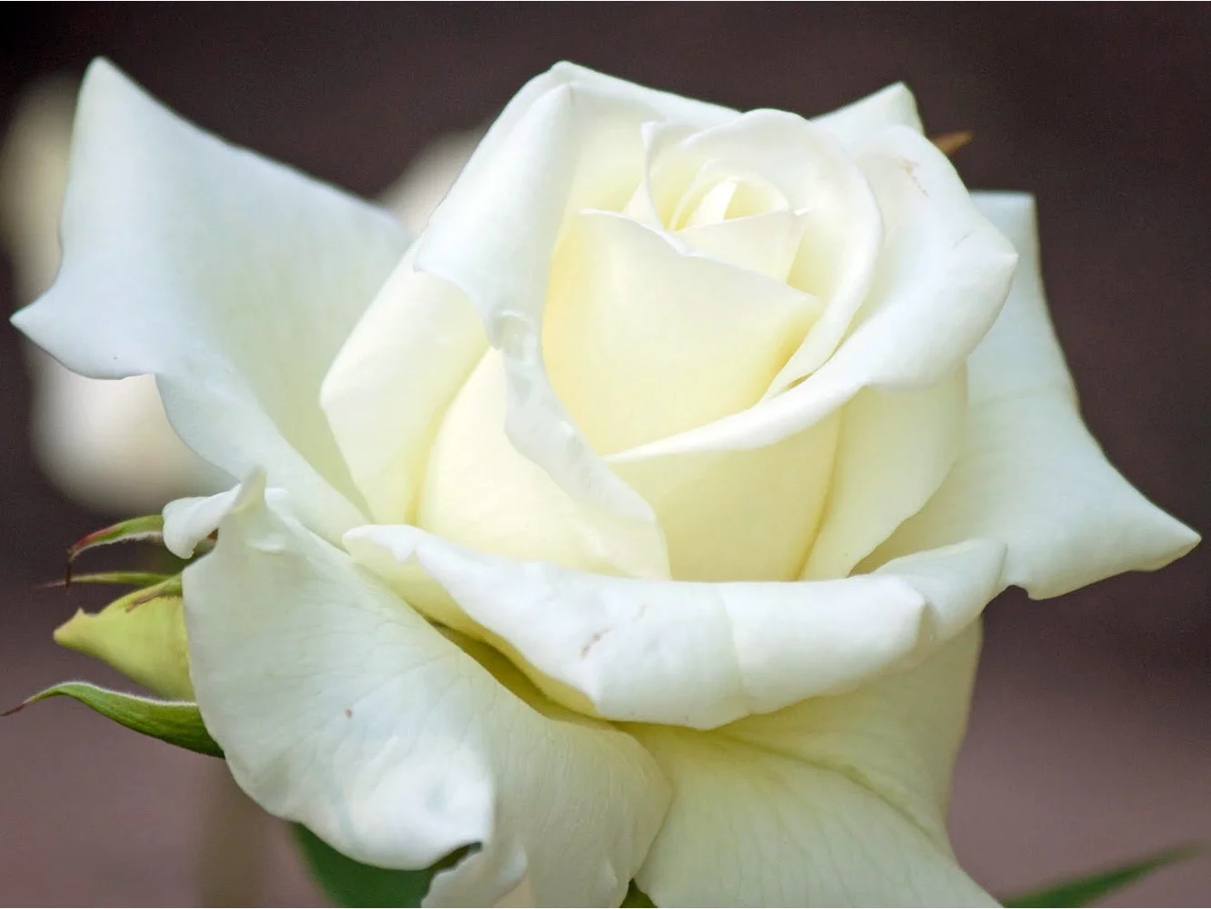 John F Kennedy® Hybrid Tea Rose Bush - Bareroot