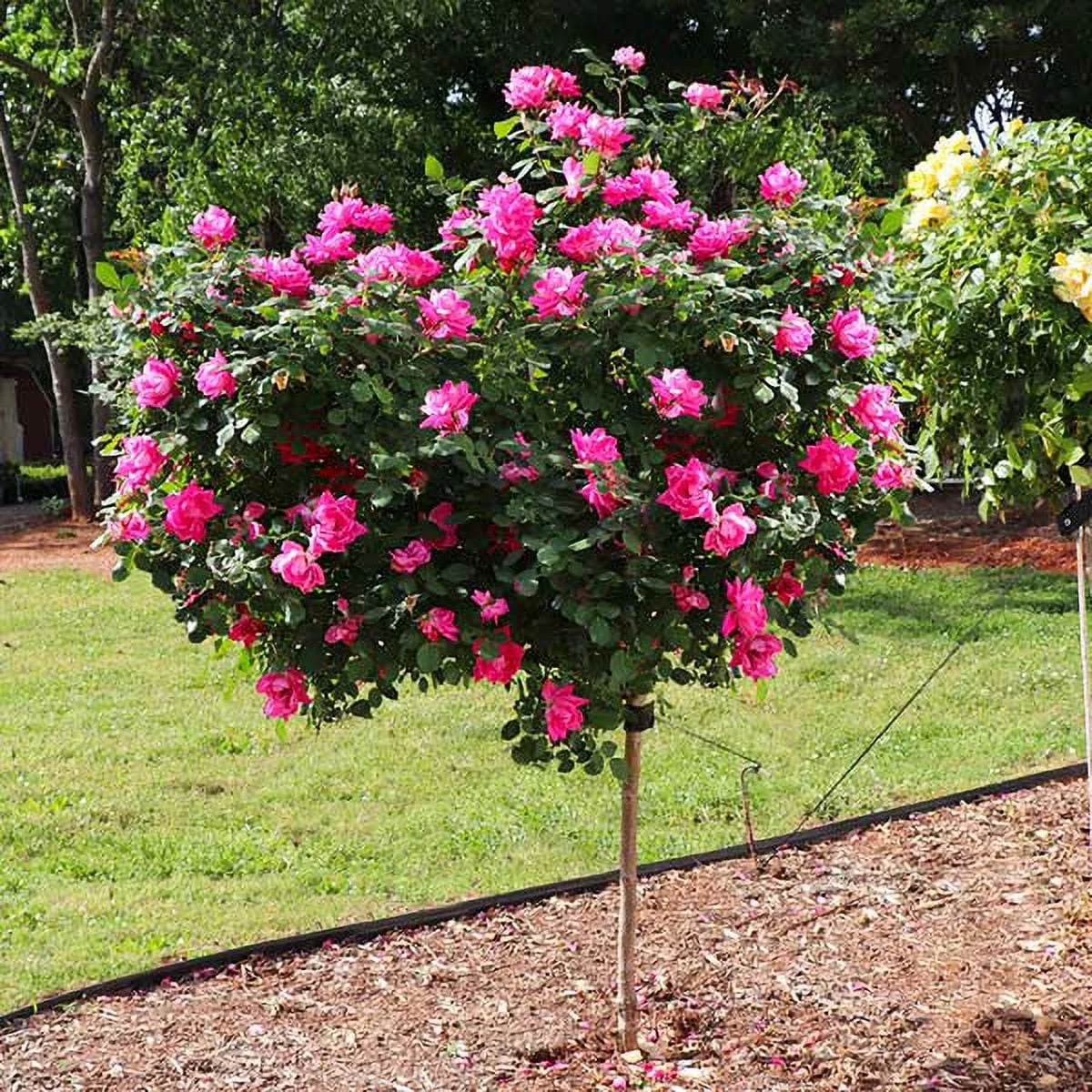 Brighter Blooms - Pink Knock Out Rose Tree, 3-4 ft. - No Shipping To AZ