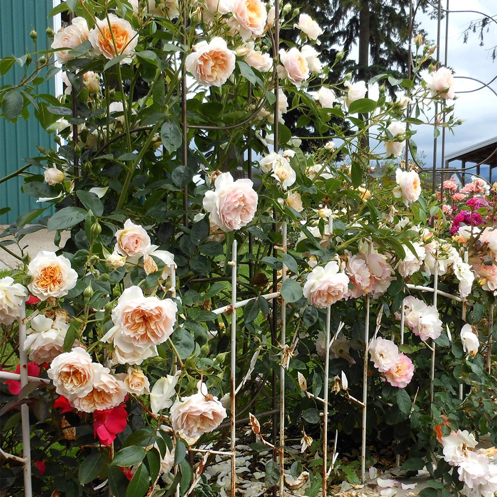 Own-Root One Gallon Ginger Syllabub™ English Legend Rose by Heirloom Roses