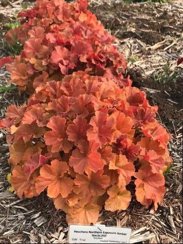 Northern Exposure™ Amber Heuchera - Coral Bells - Gallon Pot