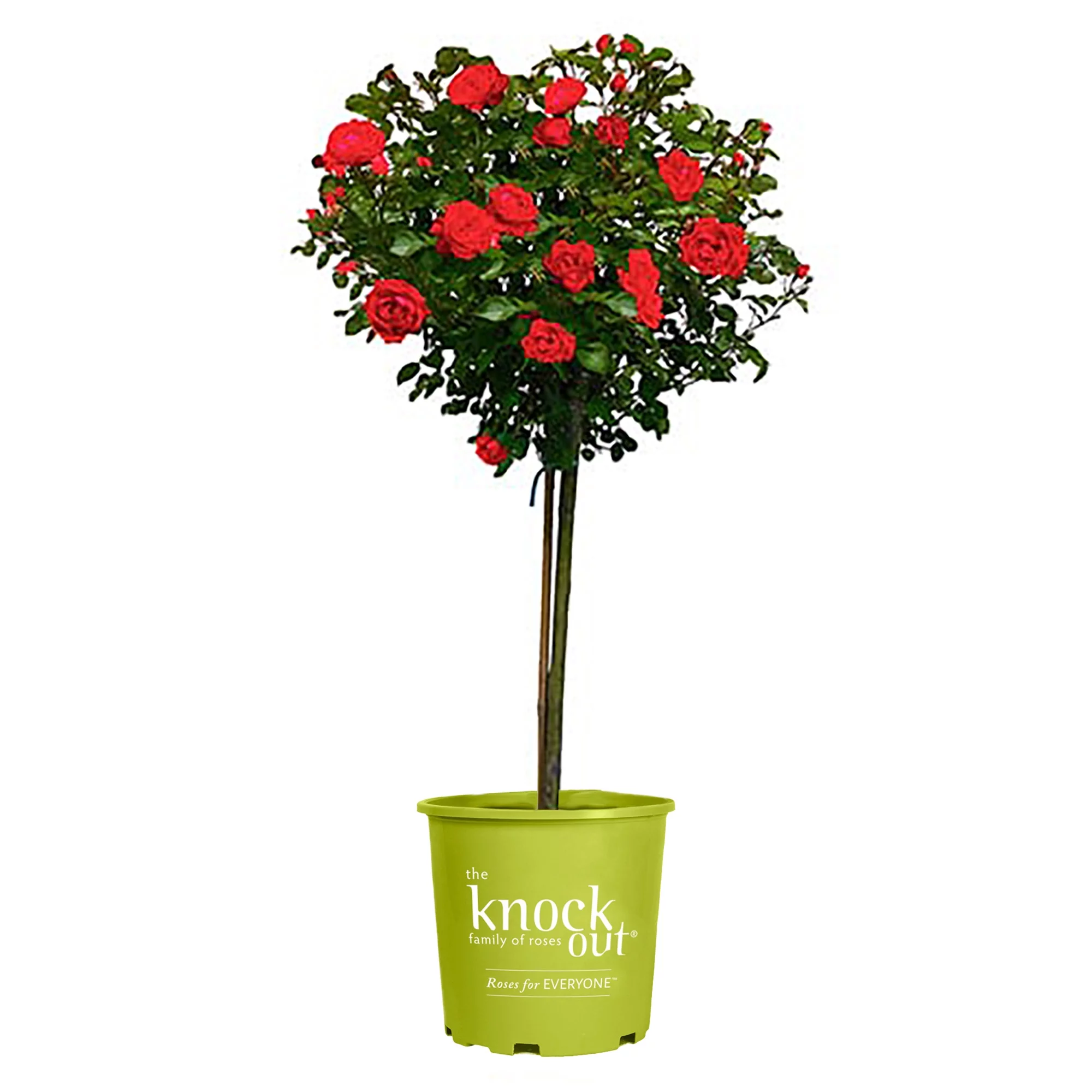 The Red Double Knock Out Tree® Rose Plant with Vibrant Cherry Red Blooms (3 Gallon)