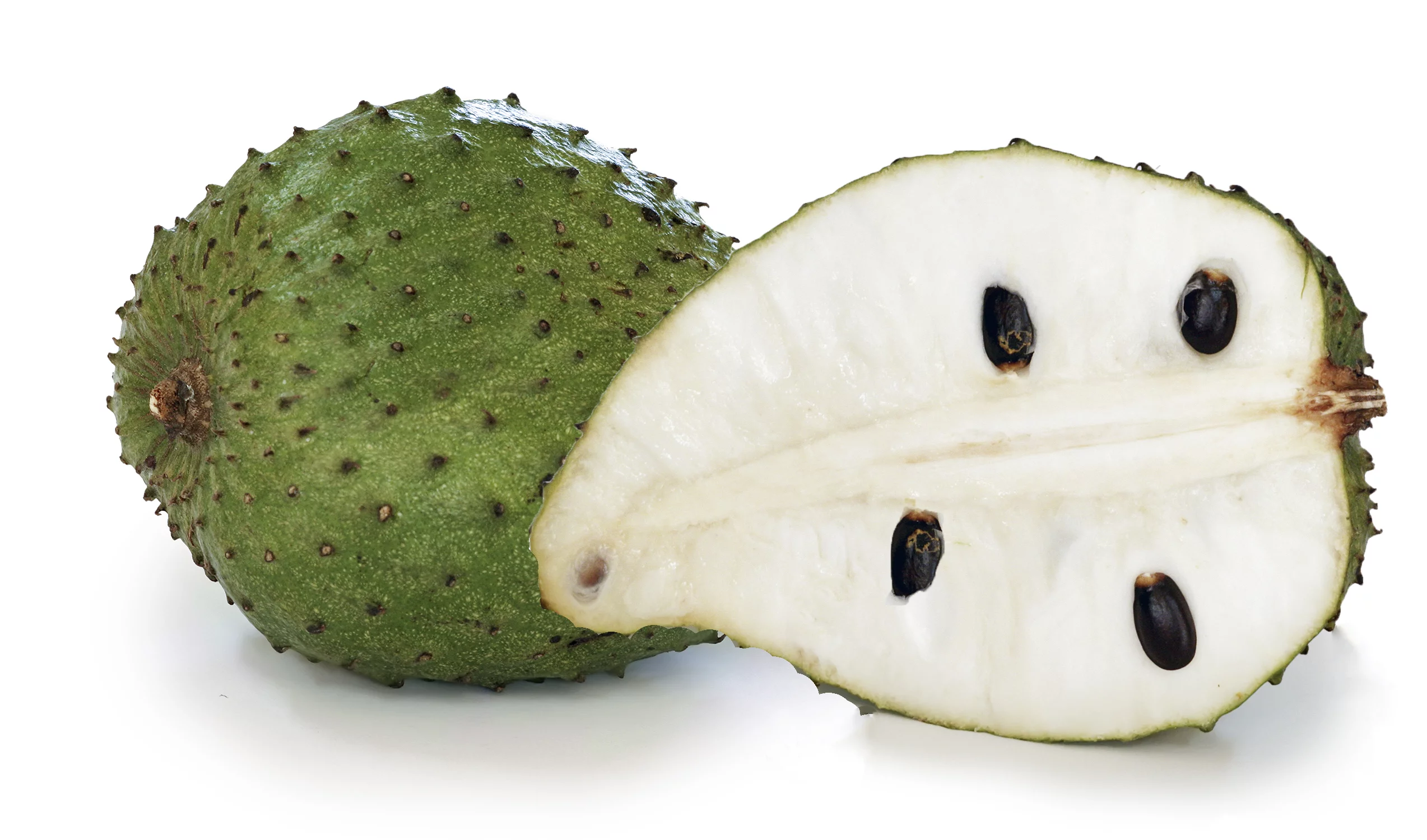 Soursop Tree - Live Tree in a 1 Gallon Pot - 1-2 Feet Tall - Annona Muricata - Tropical Edible Fruit Bearing Tree