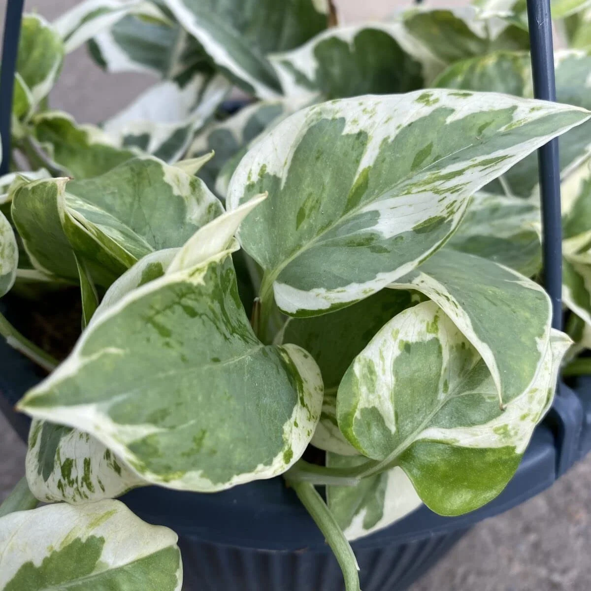 Pearls and Jade Pothos - Live Plant in a 4 Inch Pot - Epipremmum Aureum - Stunning Houseplant with Unique Foliage - The Perfect Air Purifying Houseplant Companion