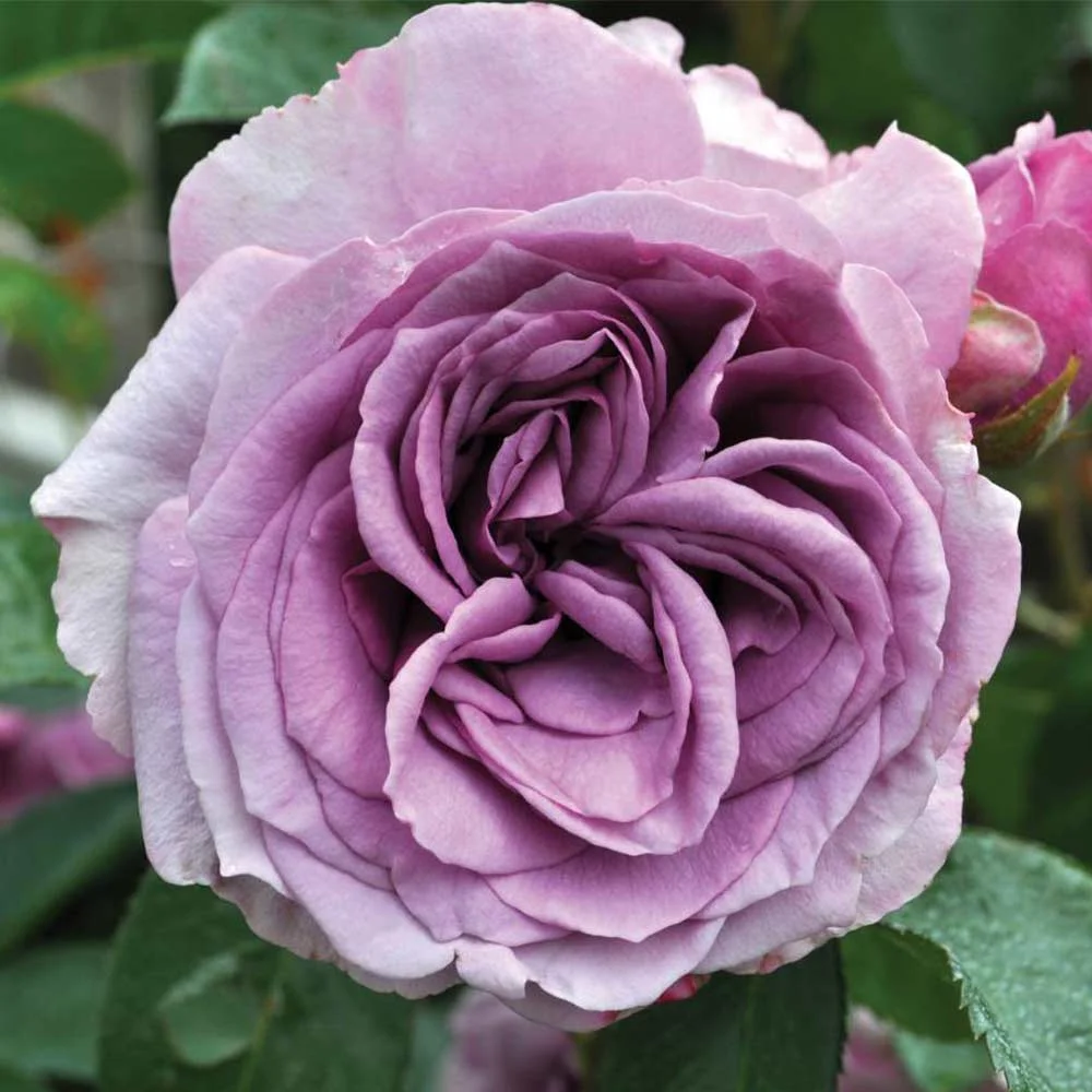 Heirloom Roses Climbing Rose - Arborose® Quicksilver Climbing Rose Bushes , Purple Climbing Rose Plant , Live Plants For Outdoor Planting