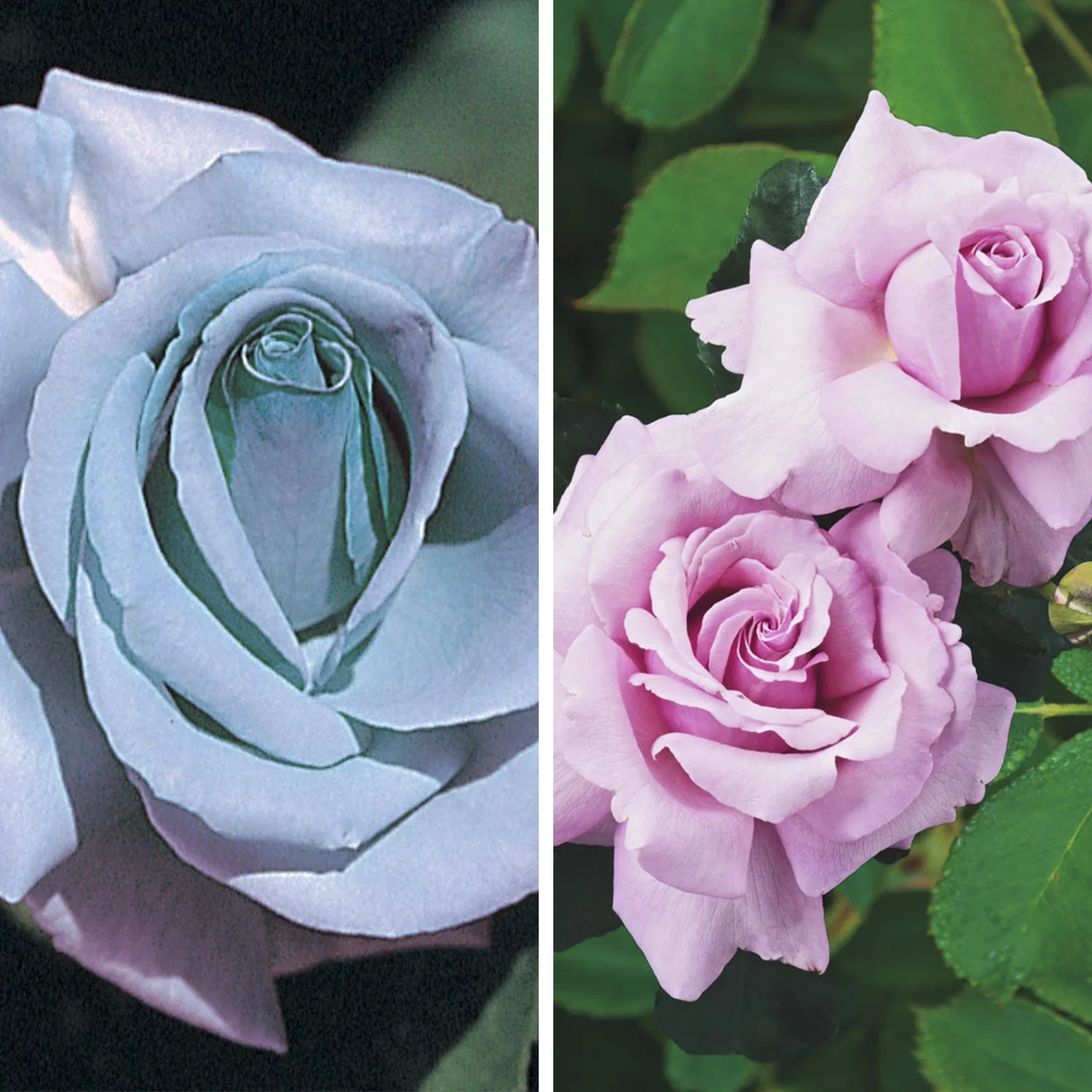 Blue Girl Dormant Bare Root Hybrid Tea Rose, Includes one dormant plant per order