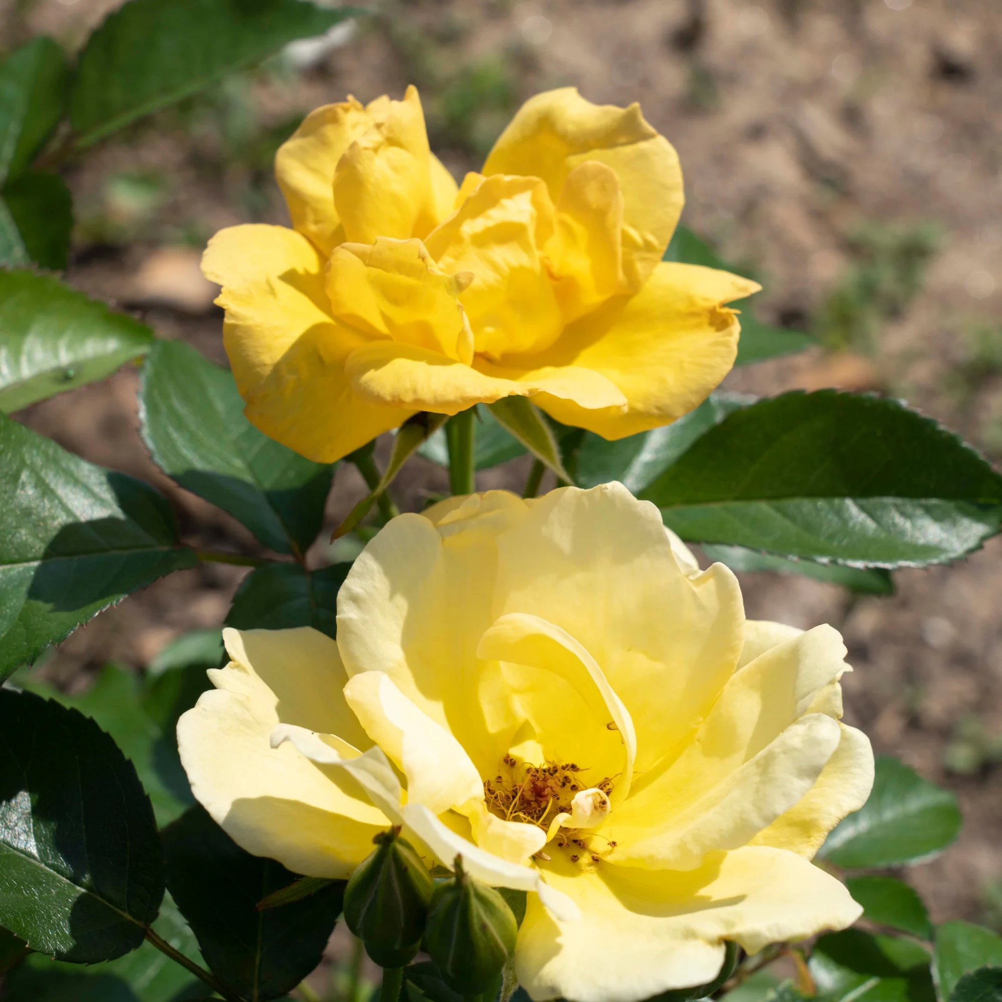 The Easy Bee-zy Knock Out® Rose Plant with Bright Yellow Blooms 1 Gallon