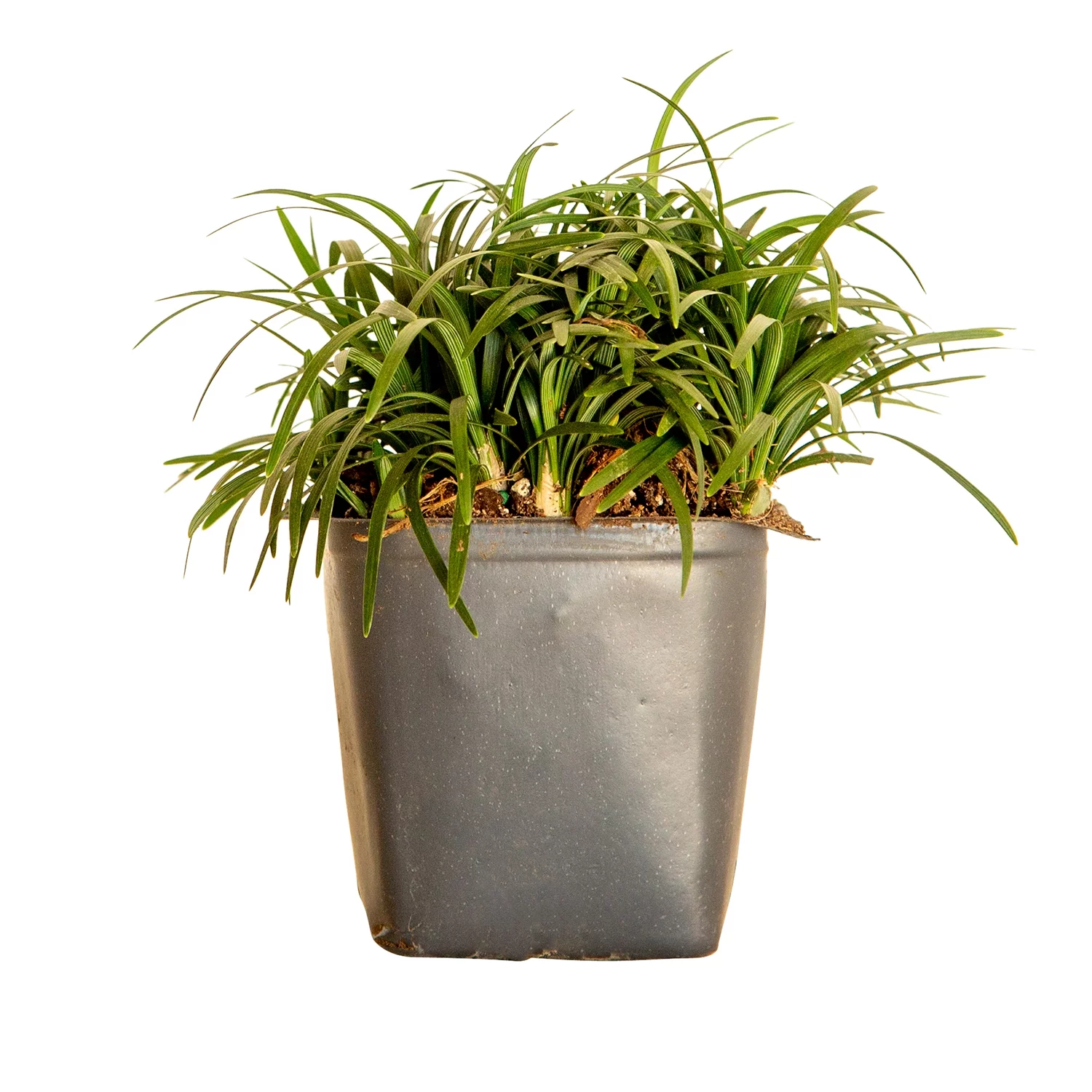 Dwarf Mondo Grass - 54 Pack (3.25 In. Pots) Low-Growing Evergreen Groundcover - Full Sun to Part Sun Live Outdoor Plant