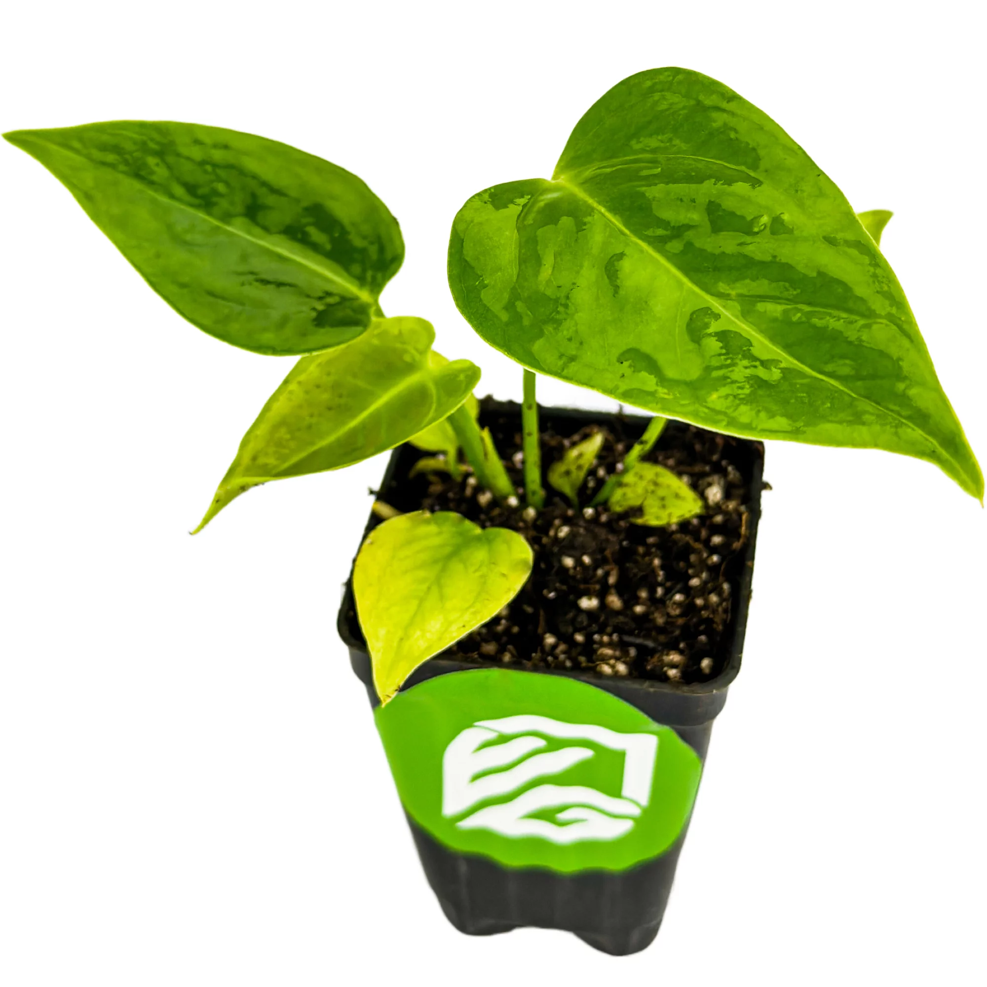 King Veitchii Live Plant - Anthurium veitchii - Wellspring Gardens Starter Plant