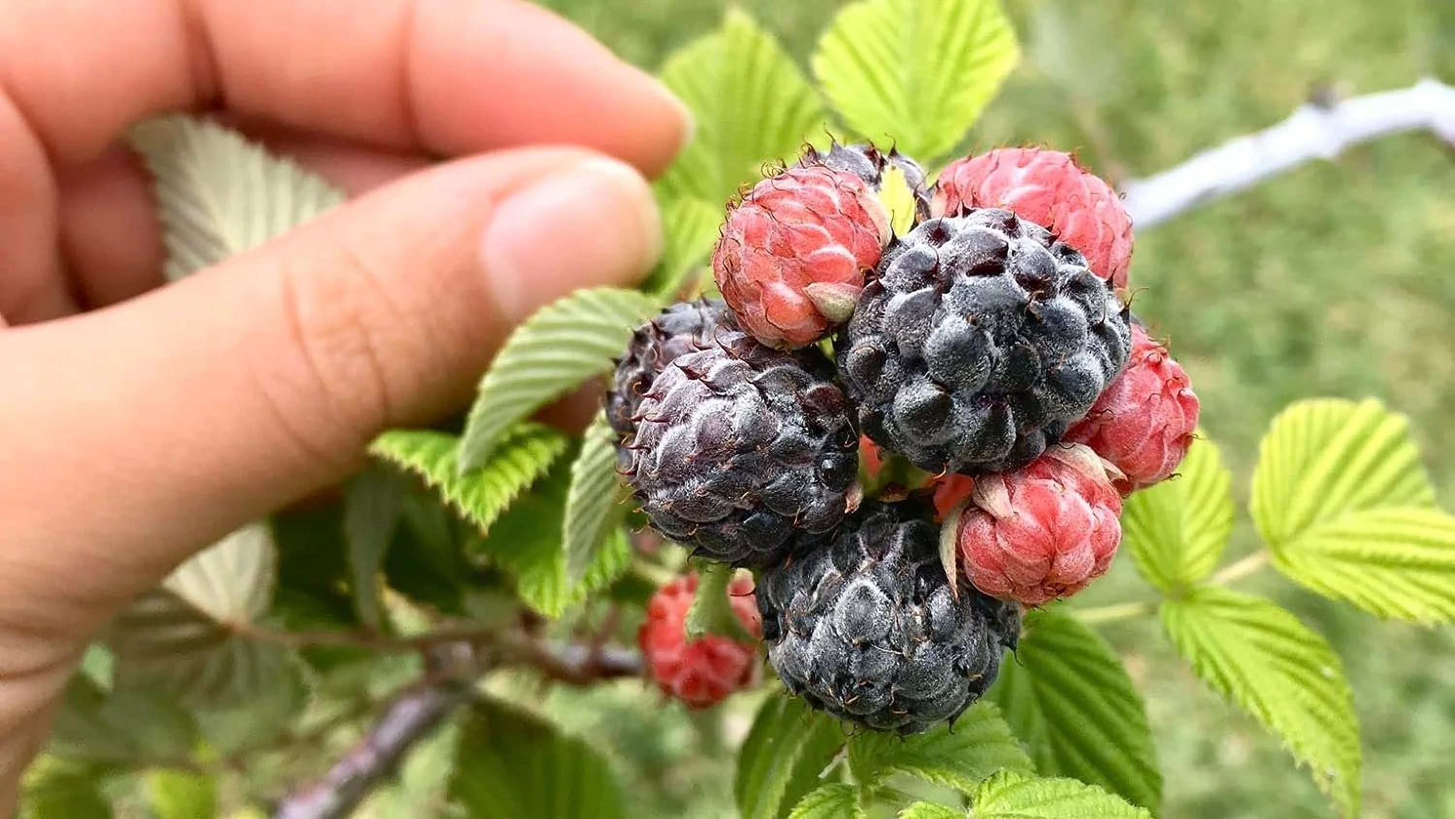 Mysore Raspberry Bush - Live Plant in a 2 Inch Pot - Rubus - Grow Your Own Fruit in The Garden or Patio