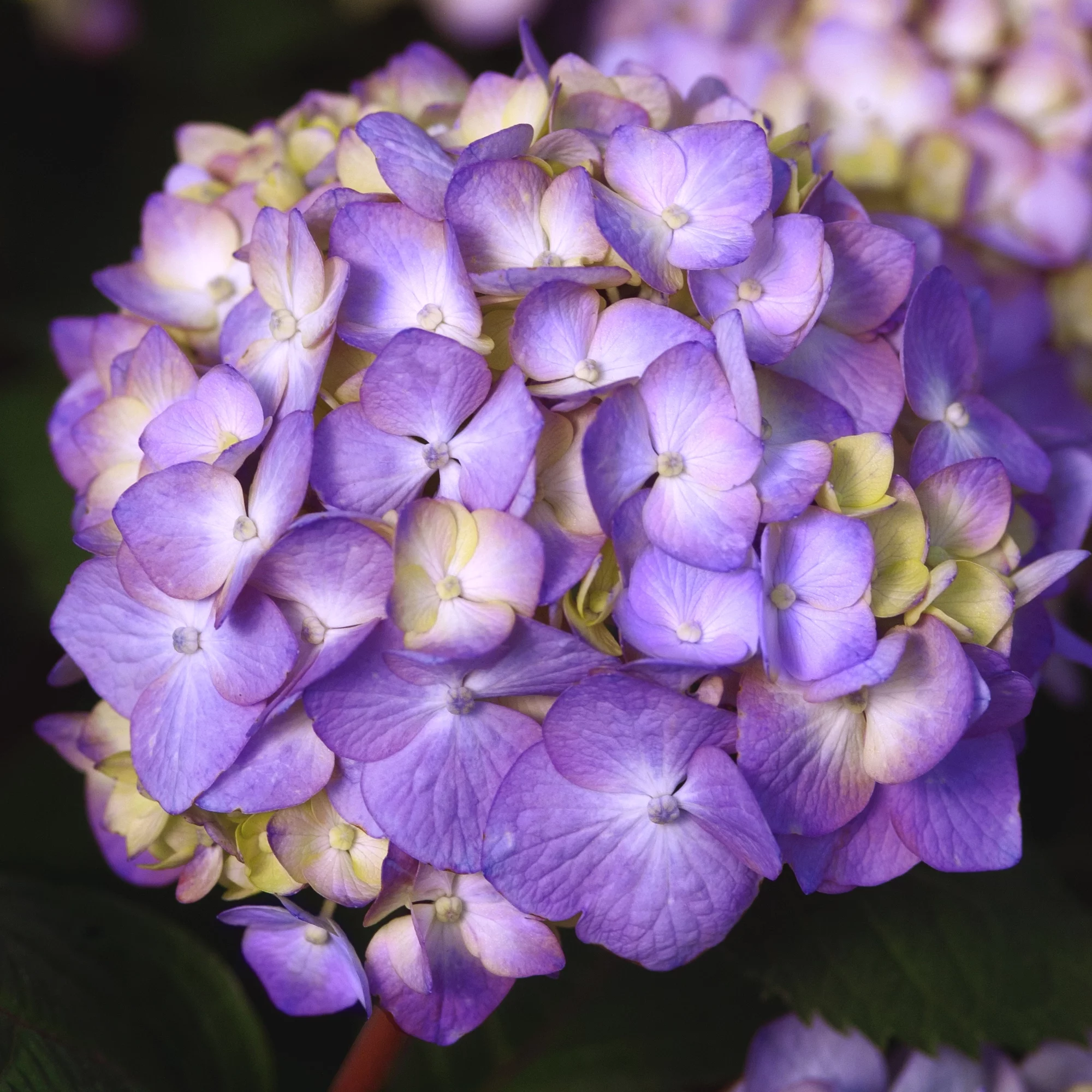 Endless Summer Hydrangea Bloomstruck Live Shrub (1 Gallon)