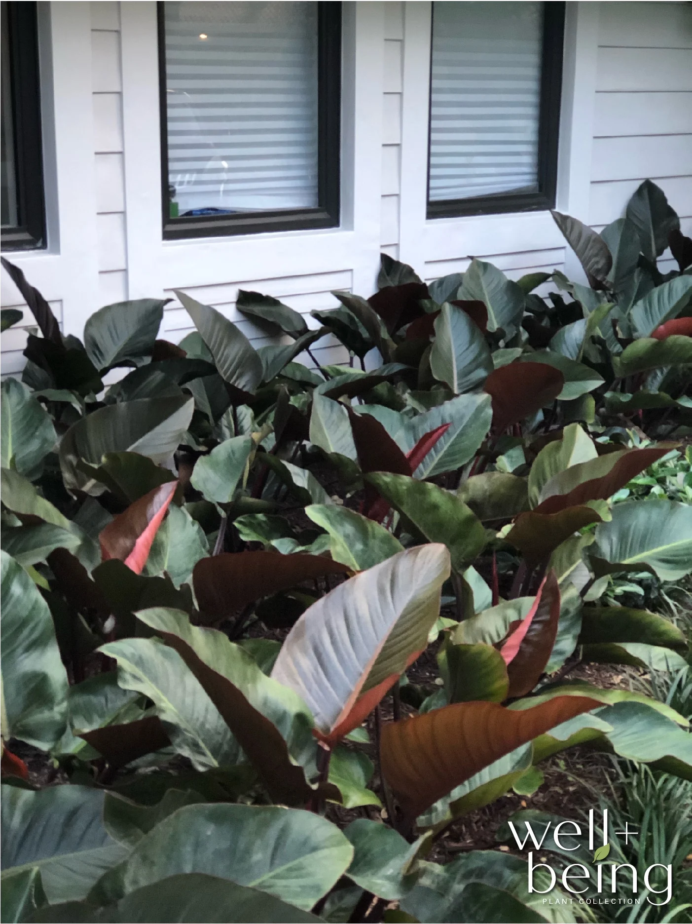 Nature's Way Farms Philodendron Rojo Congo Live Plant (25-30 in. Tall) in Grower Pot